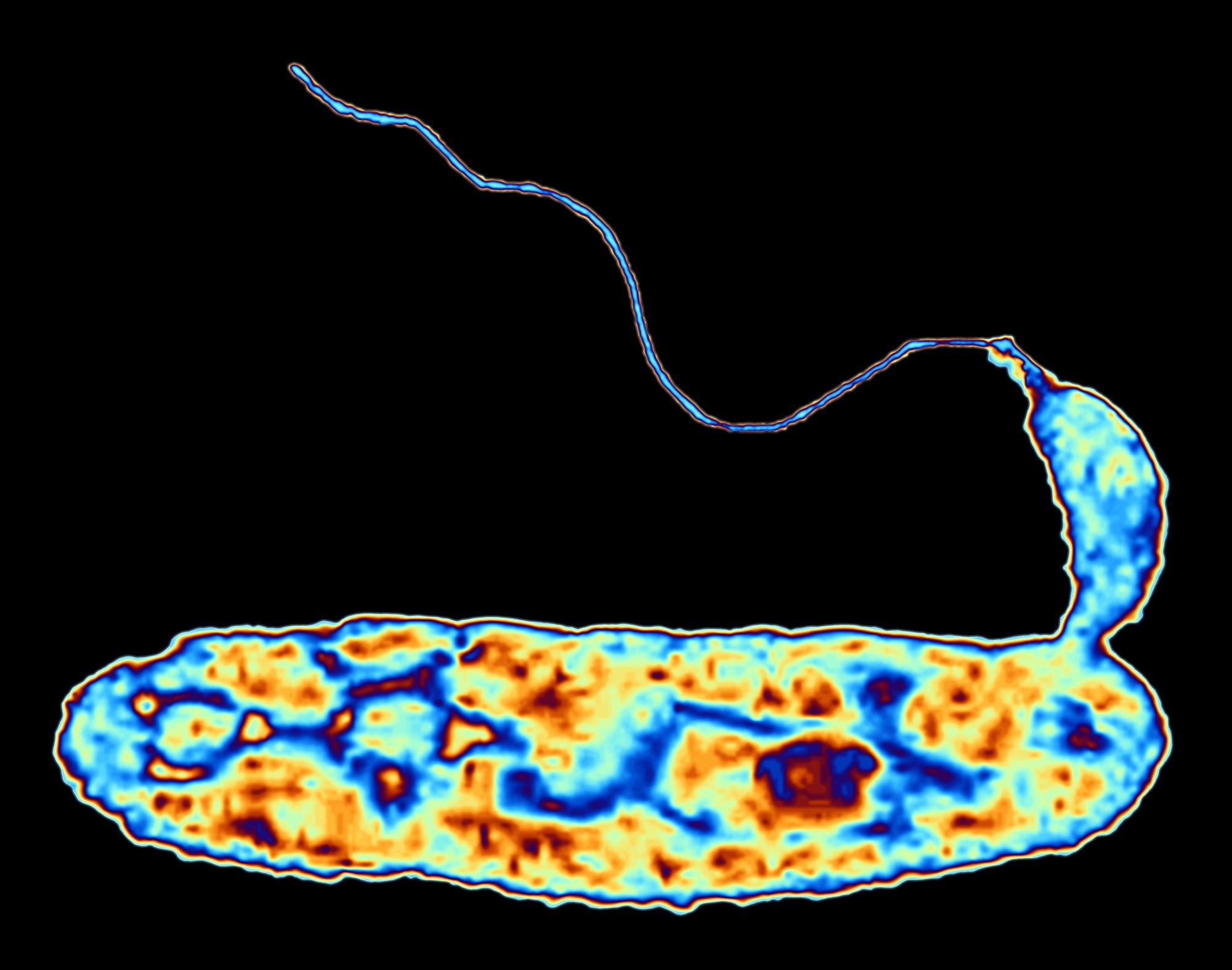 bdellovibrio