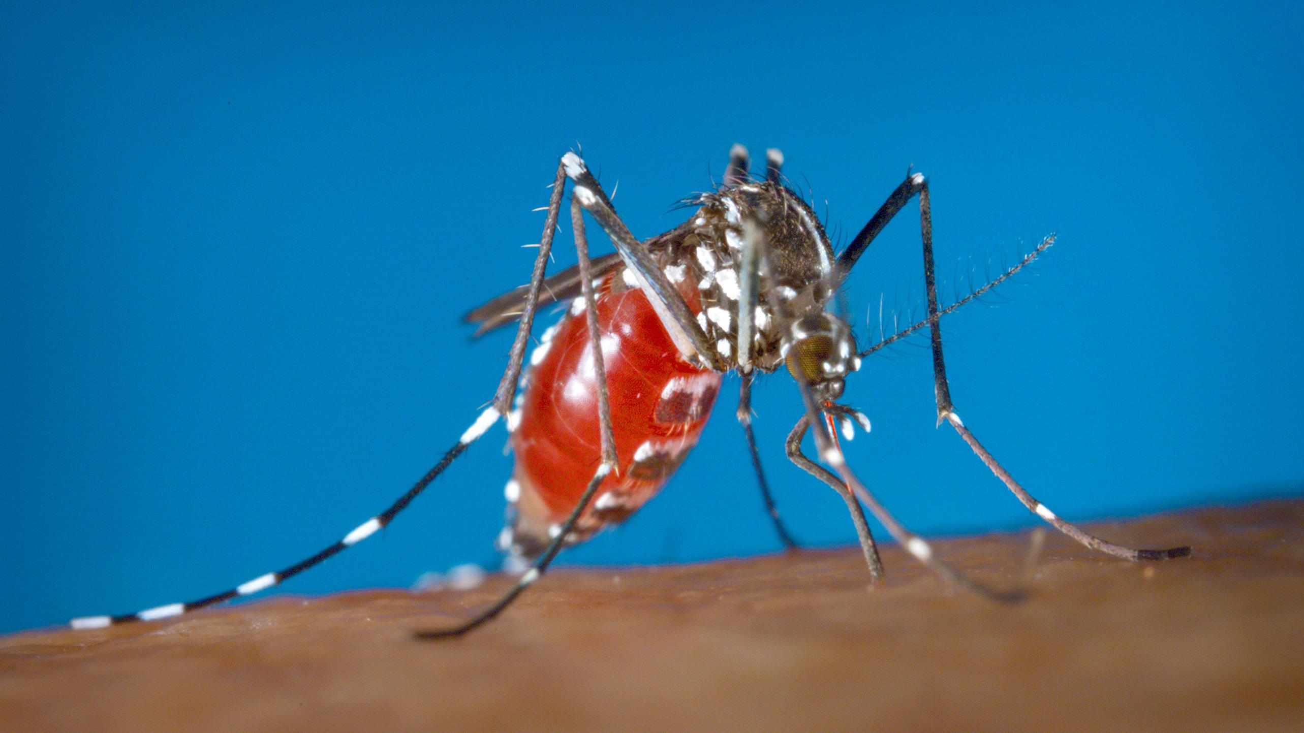 mosquito