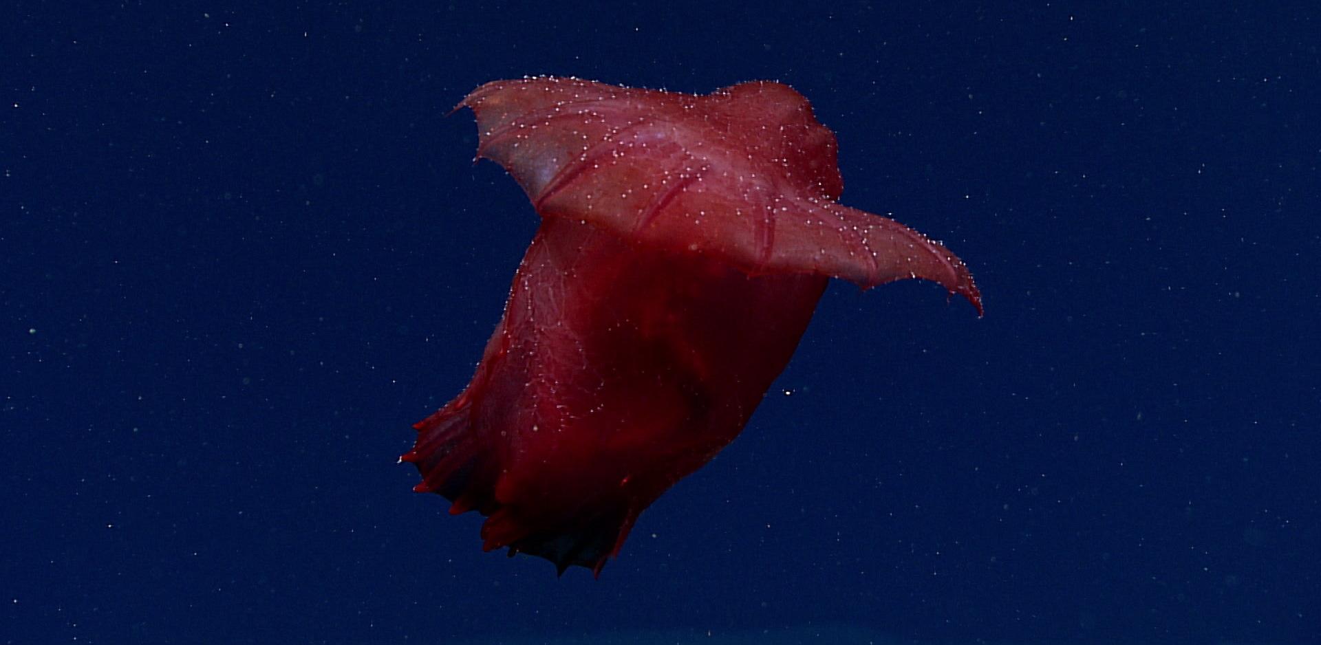 headless-chicken