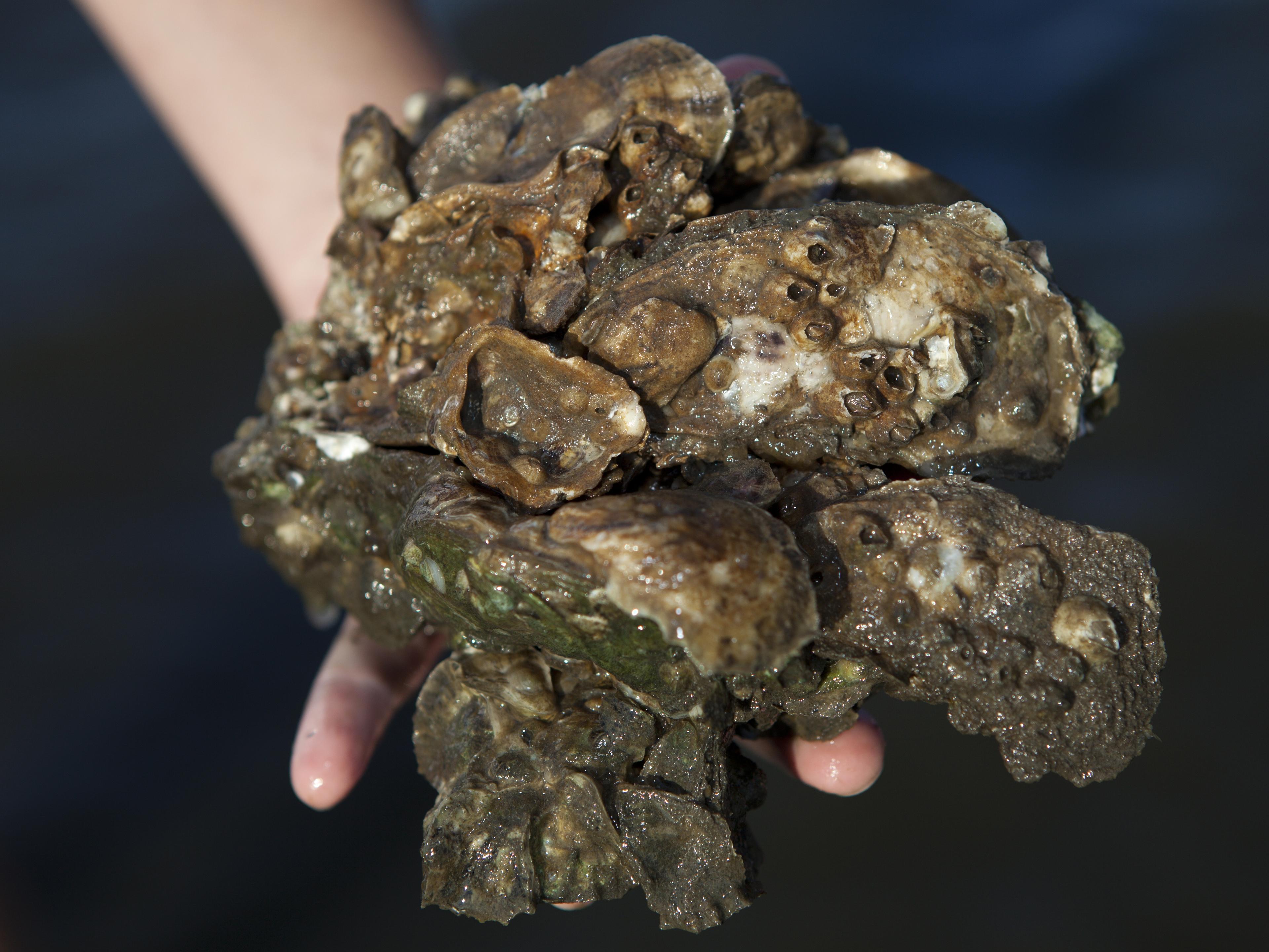 oyster-close-up-1---tyler-jones