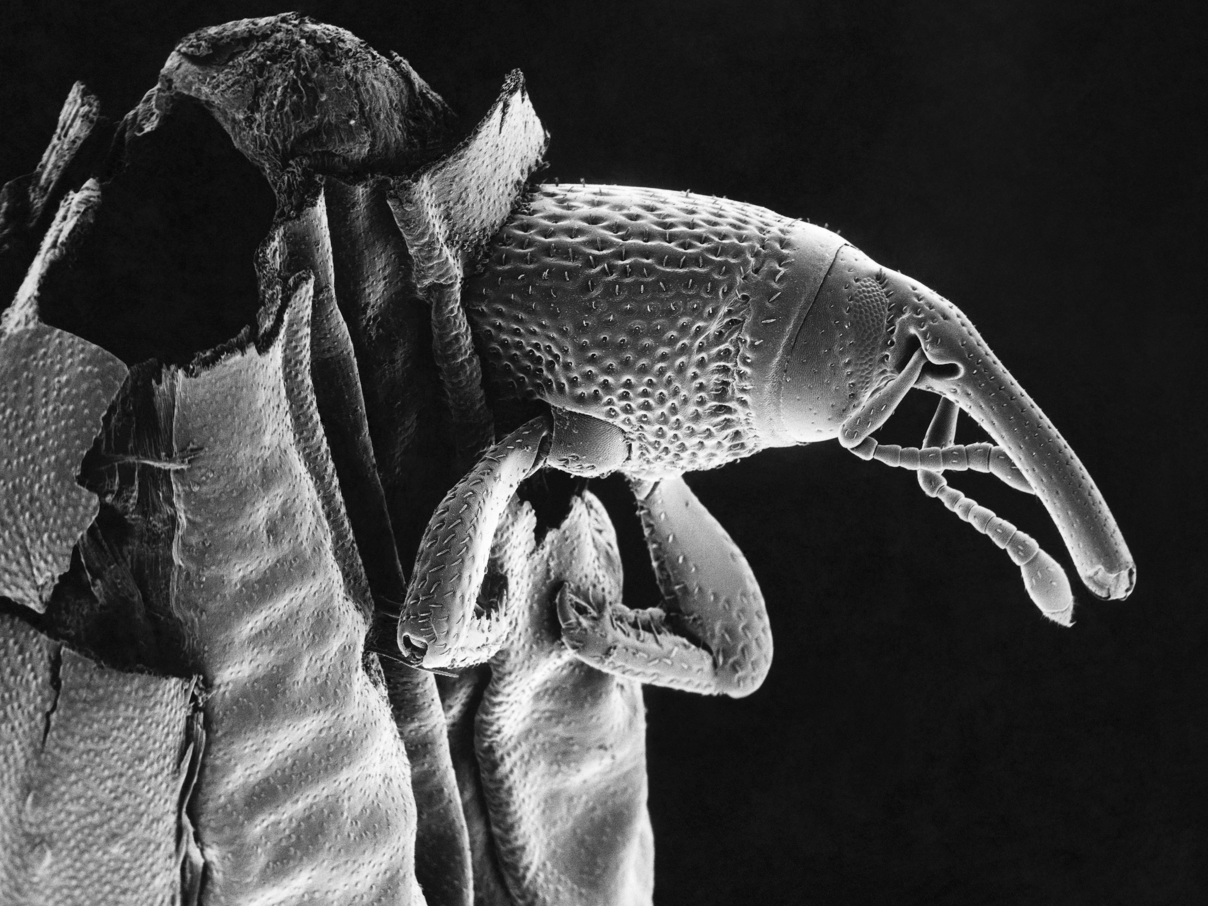 weevil