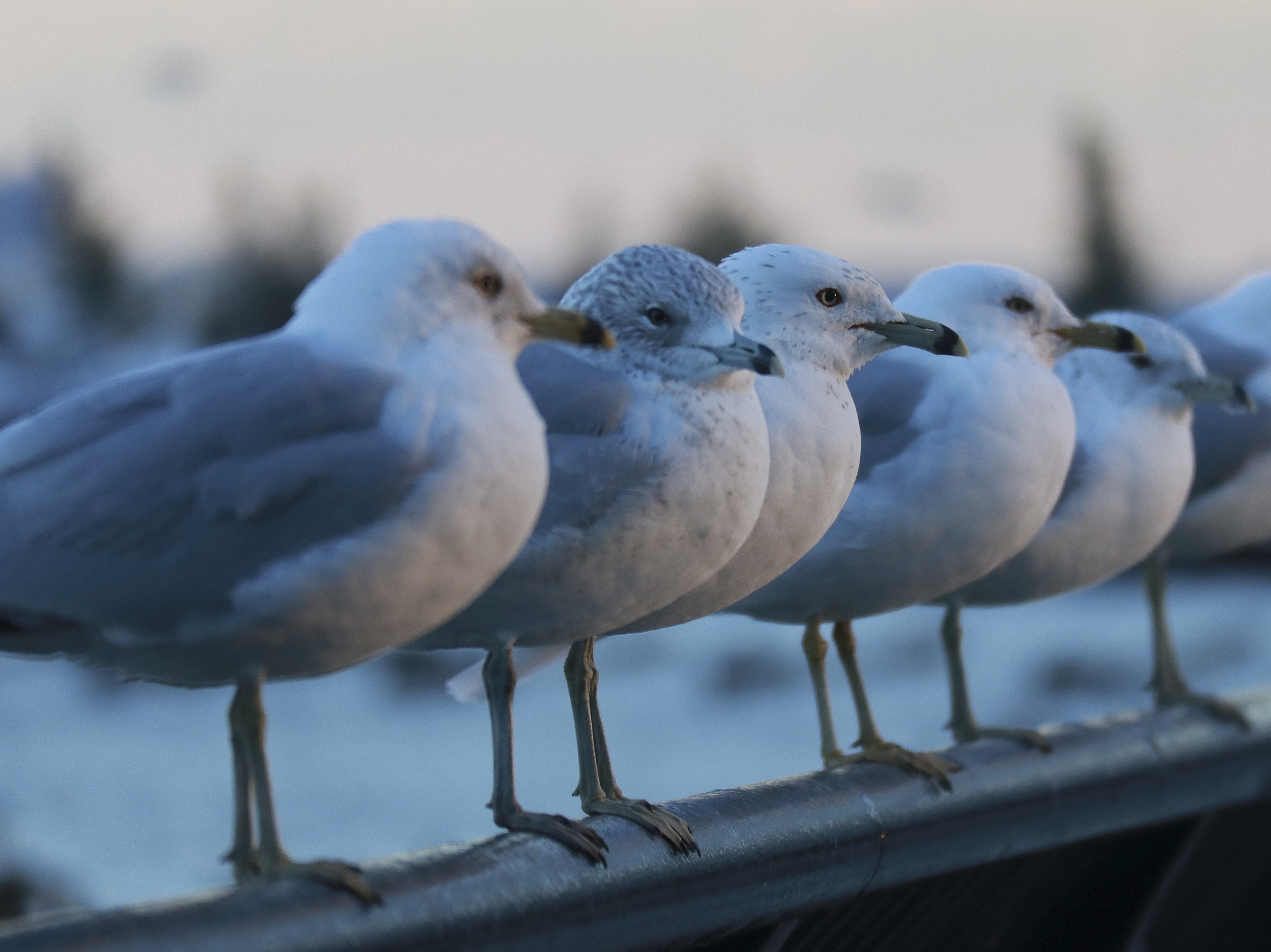 gulls