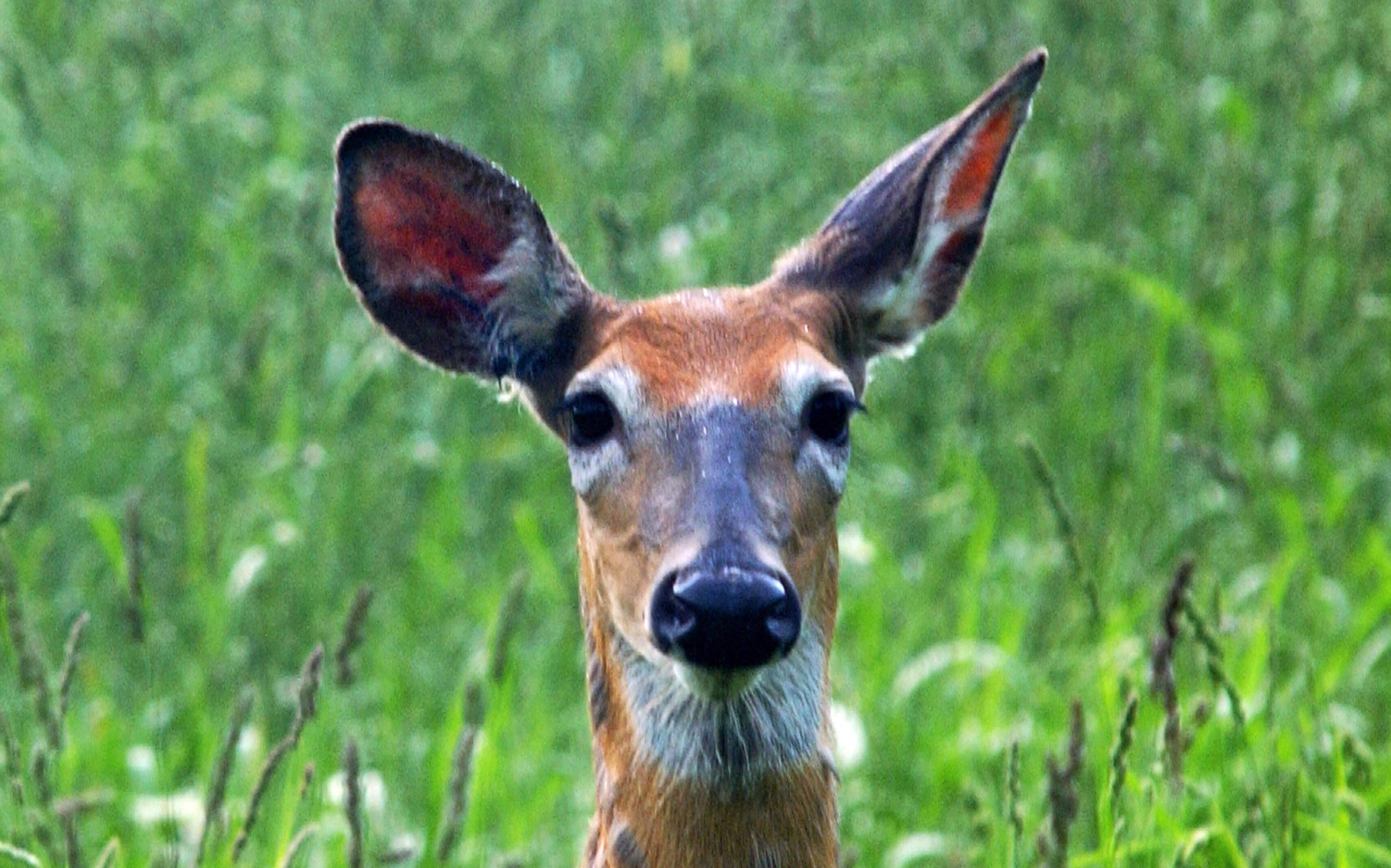 white-tailed-deer