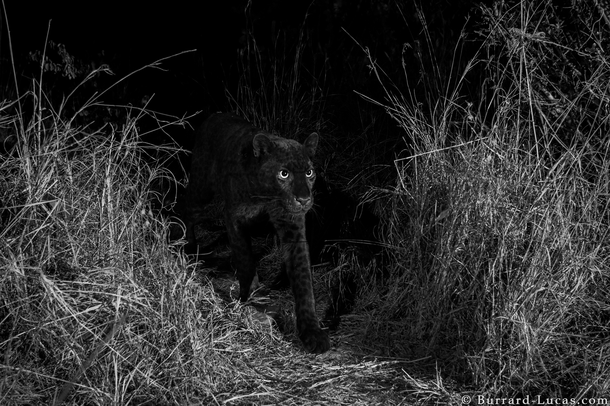 willbl-black-leopard-3