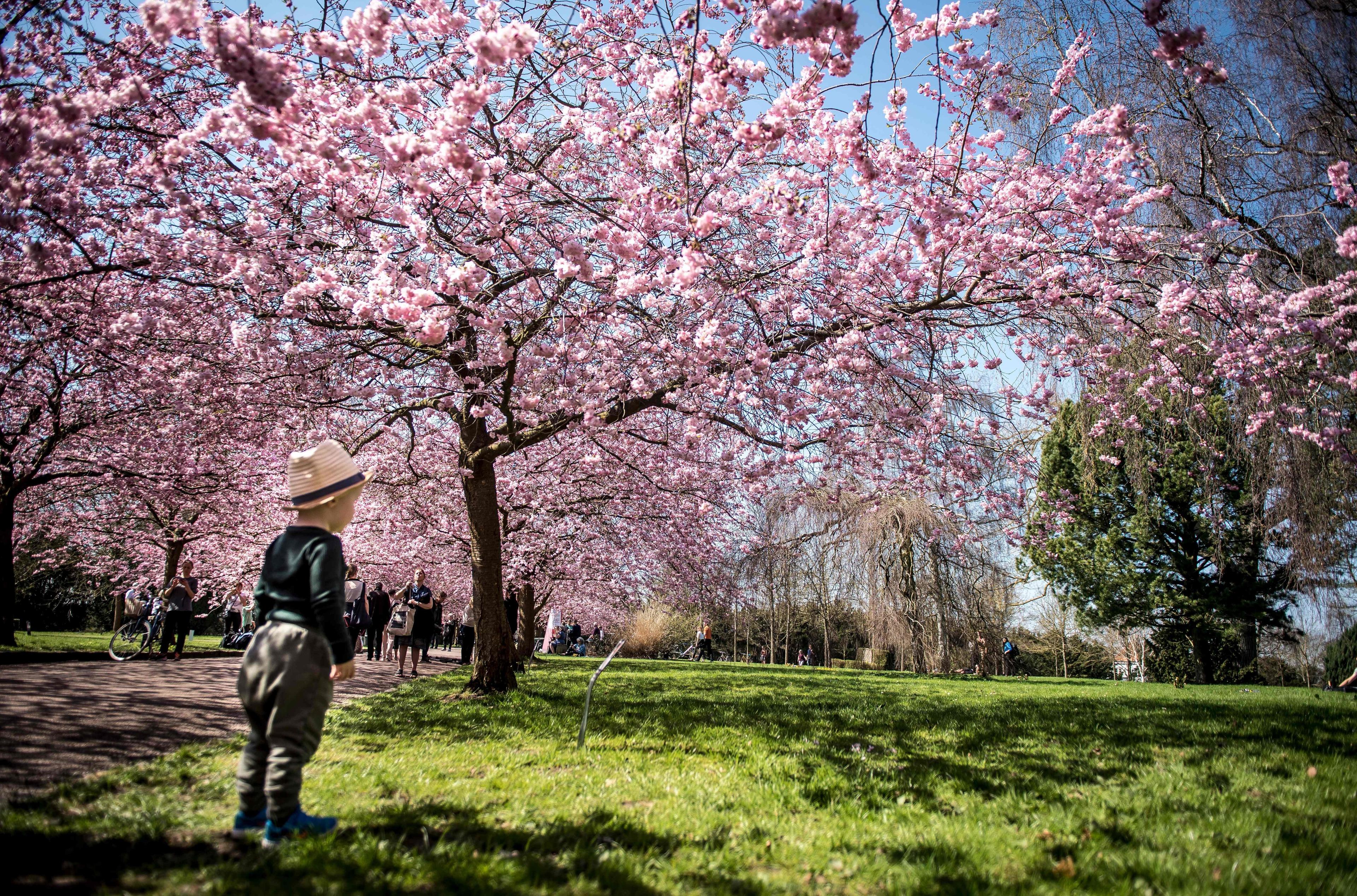 denmark_cherrytrees