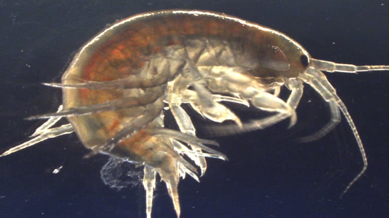 rsz-shrimp-2x6b760baf