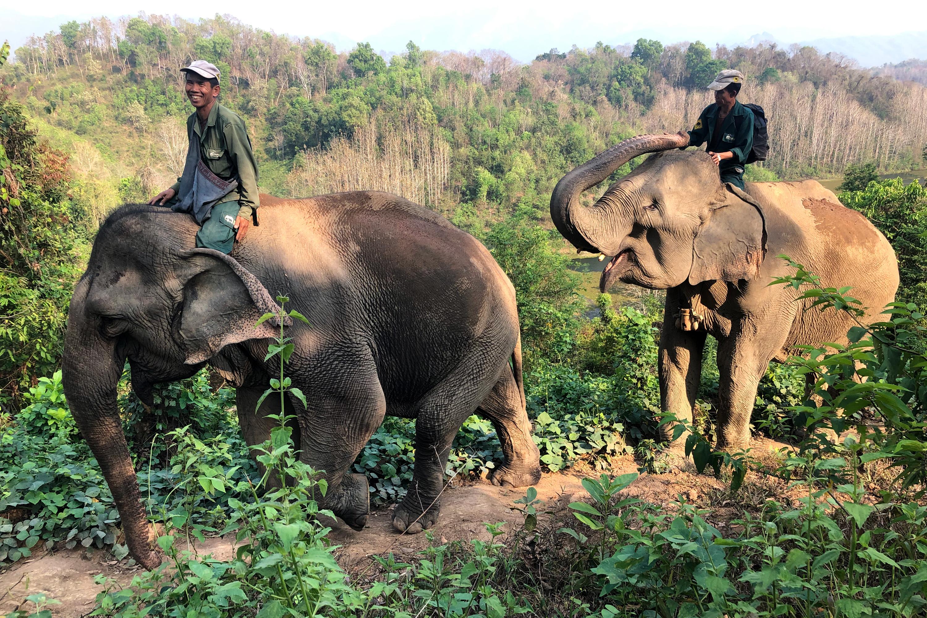 Westerman_Elephants