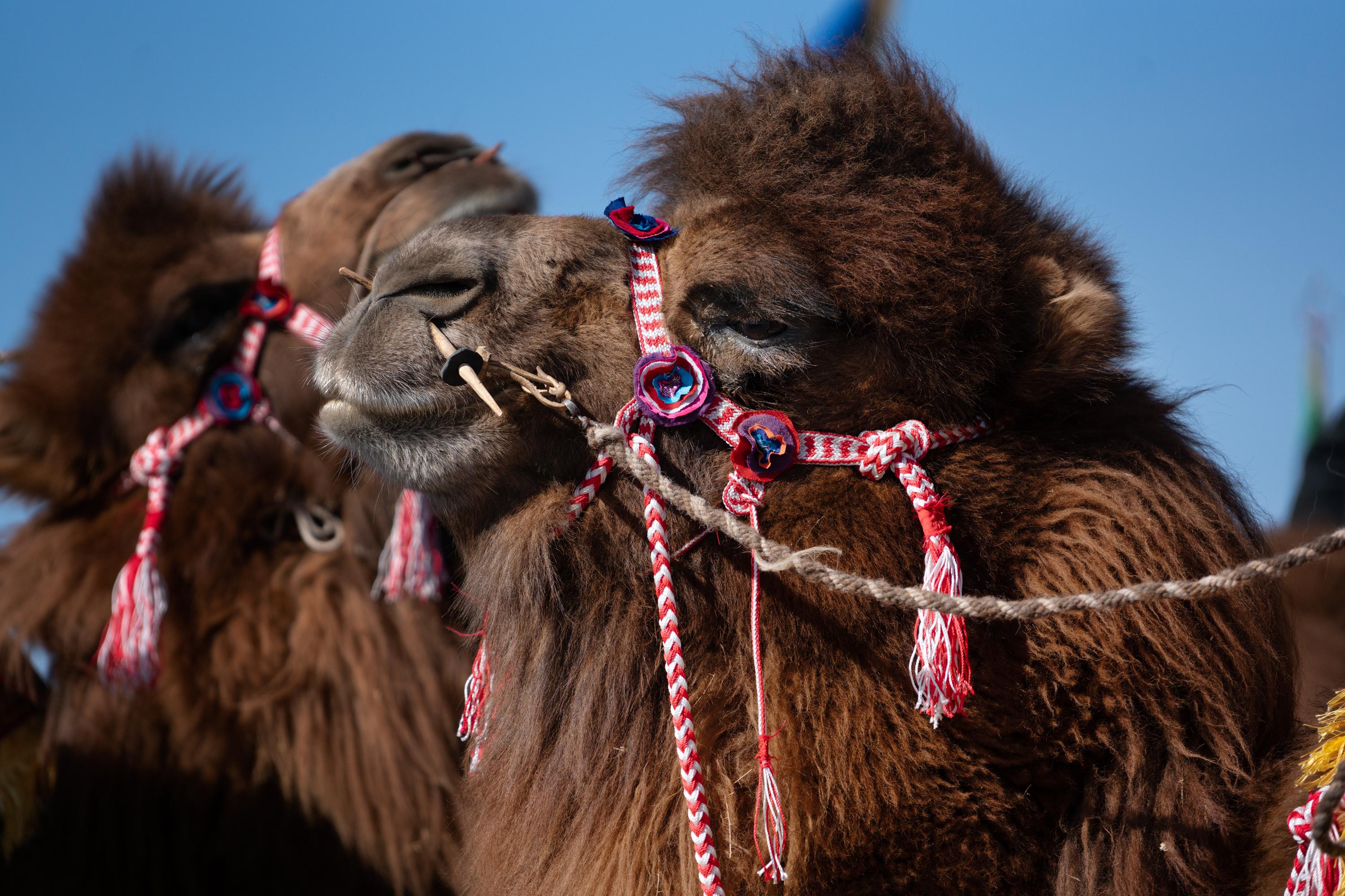 2019-mongolia-camels-charbage02