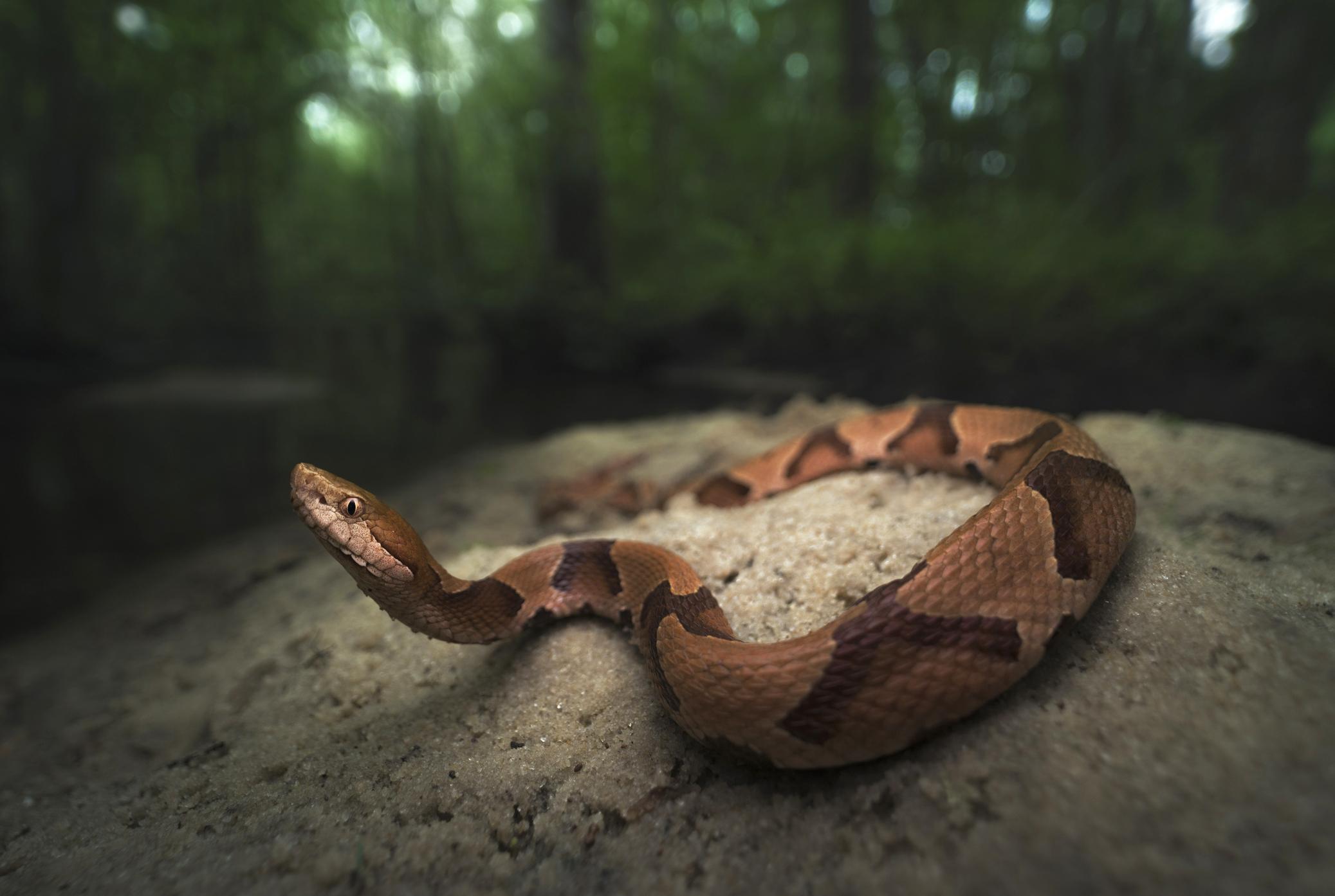 copperhead-1