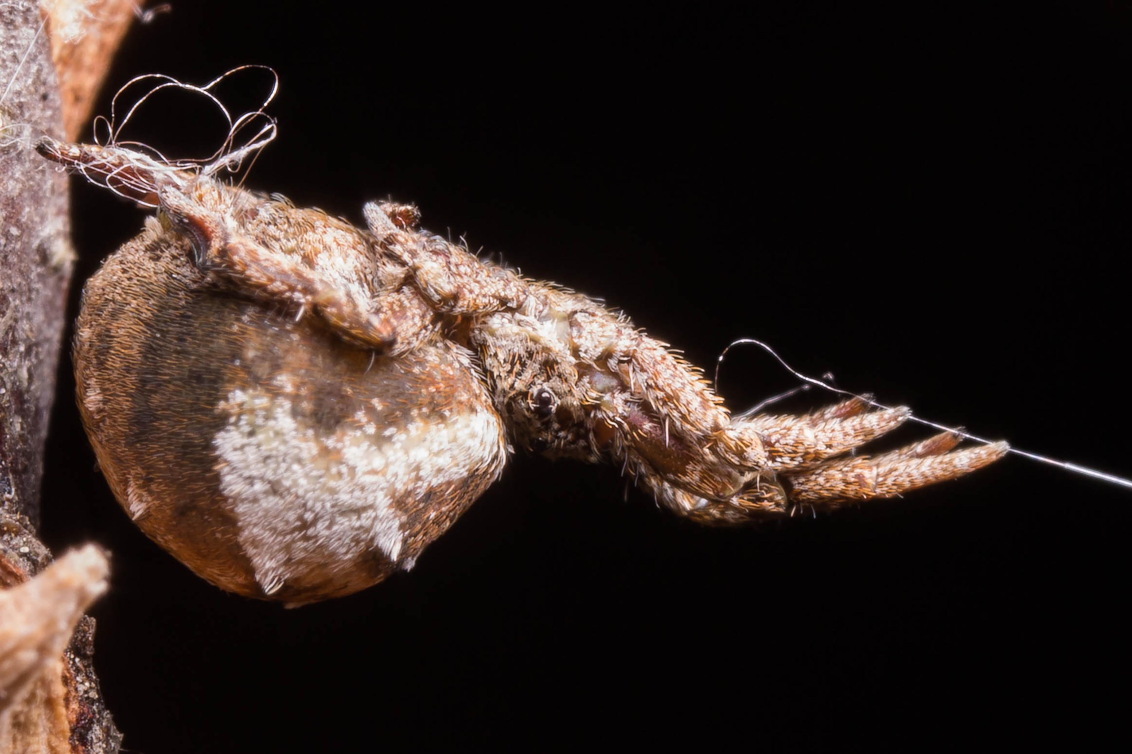 spider-coil
