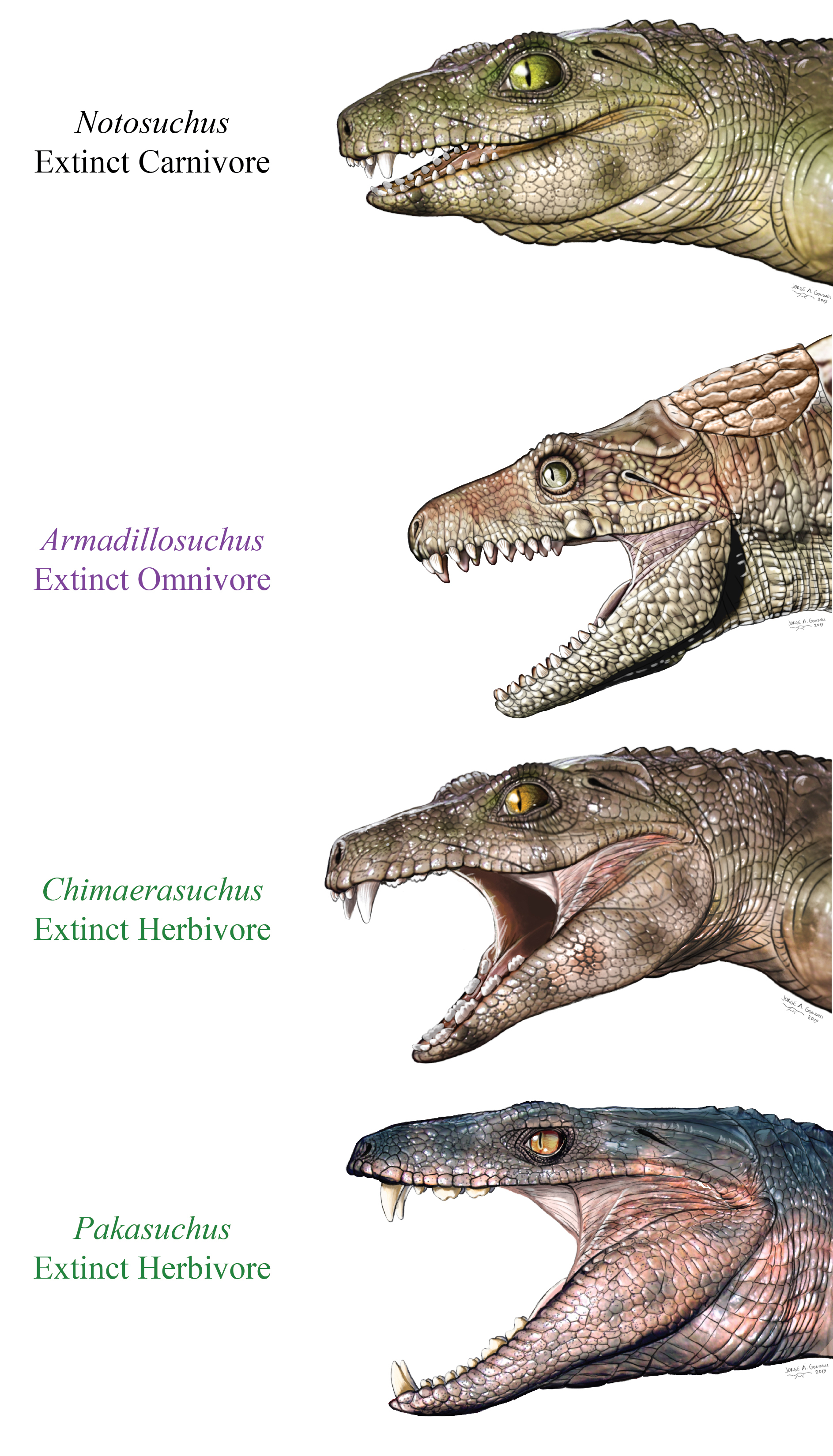 this-image-shows-crocodyliform-life-reconstructions-credit-jorge-gonzalez