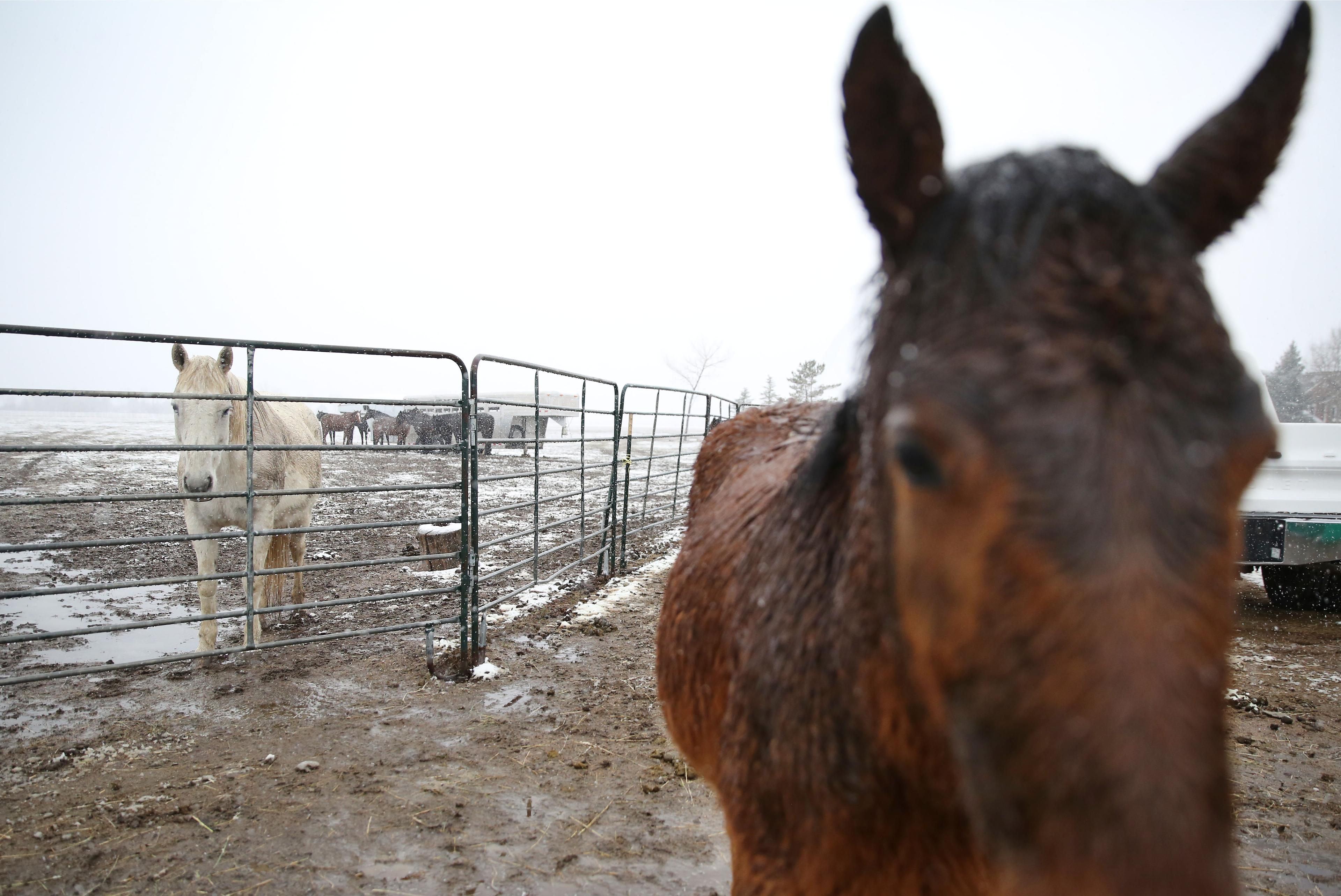 Colorado Horses