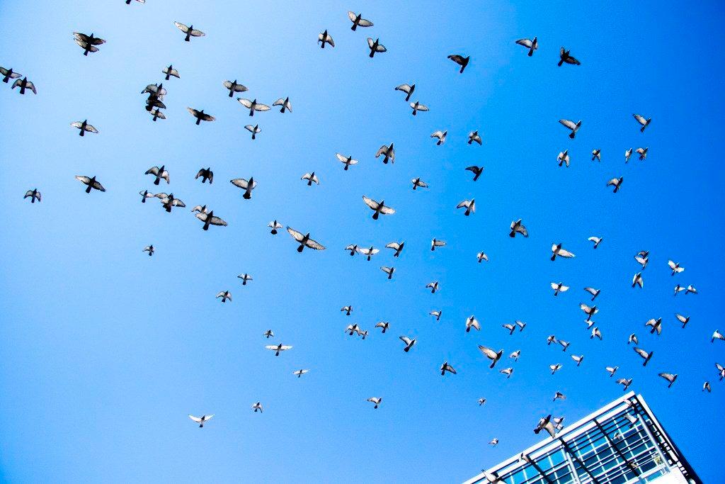 Birds, y'all. Birds. Sept. 13, 2019. (Kevin J. Beaty/Denverite)