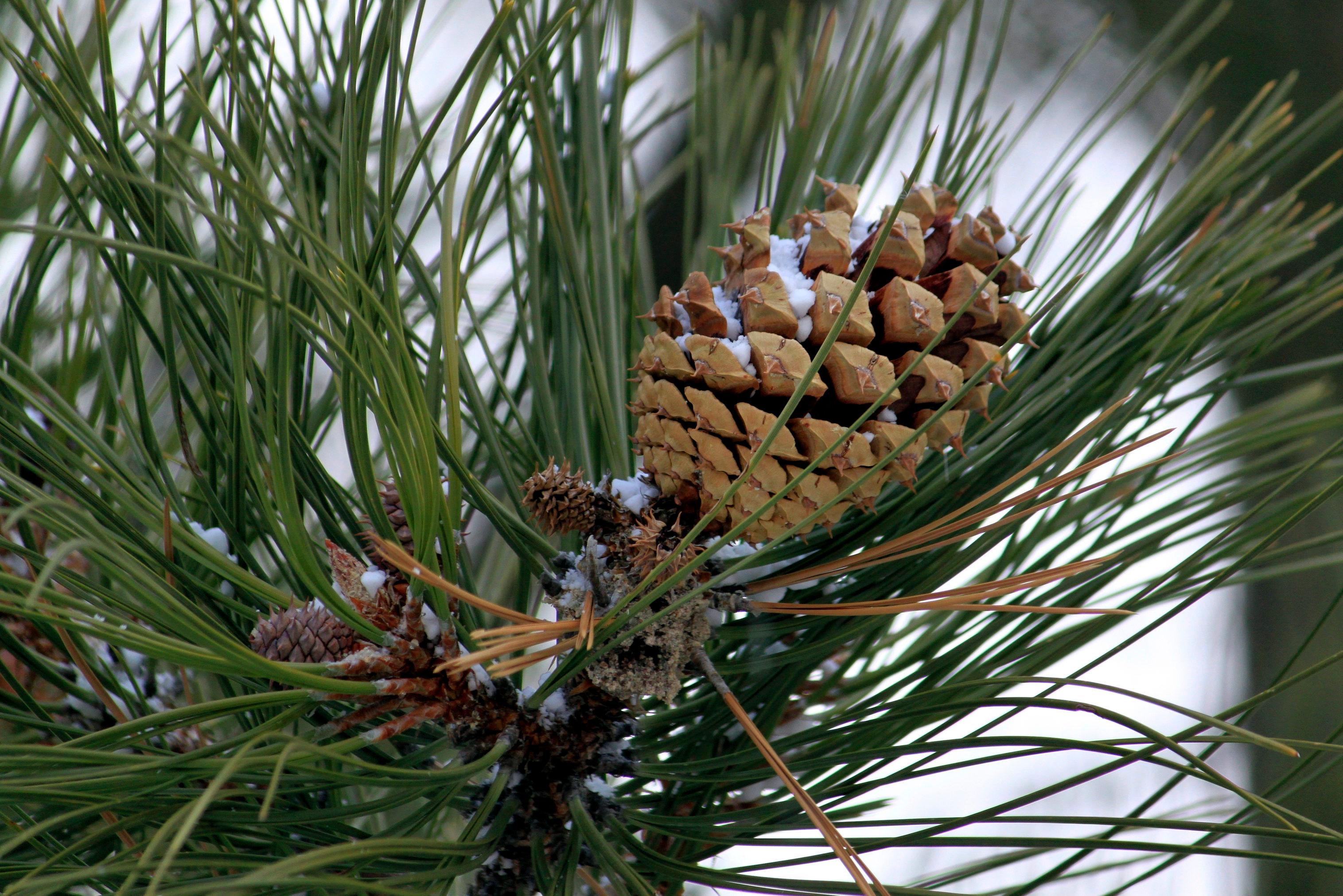 Wildfires Picking Pine Cones