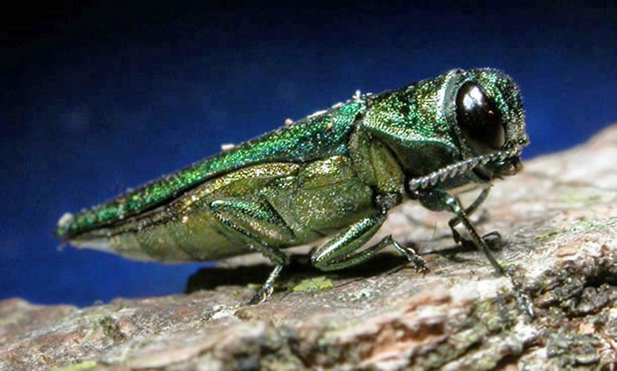 Emerald Ash Borer