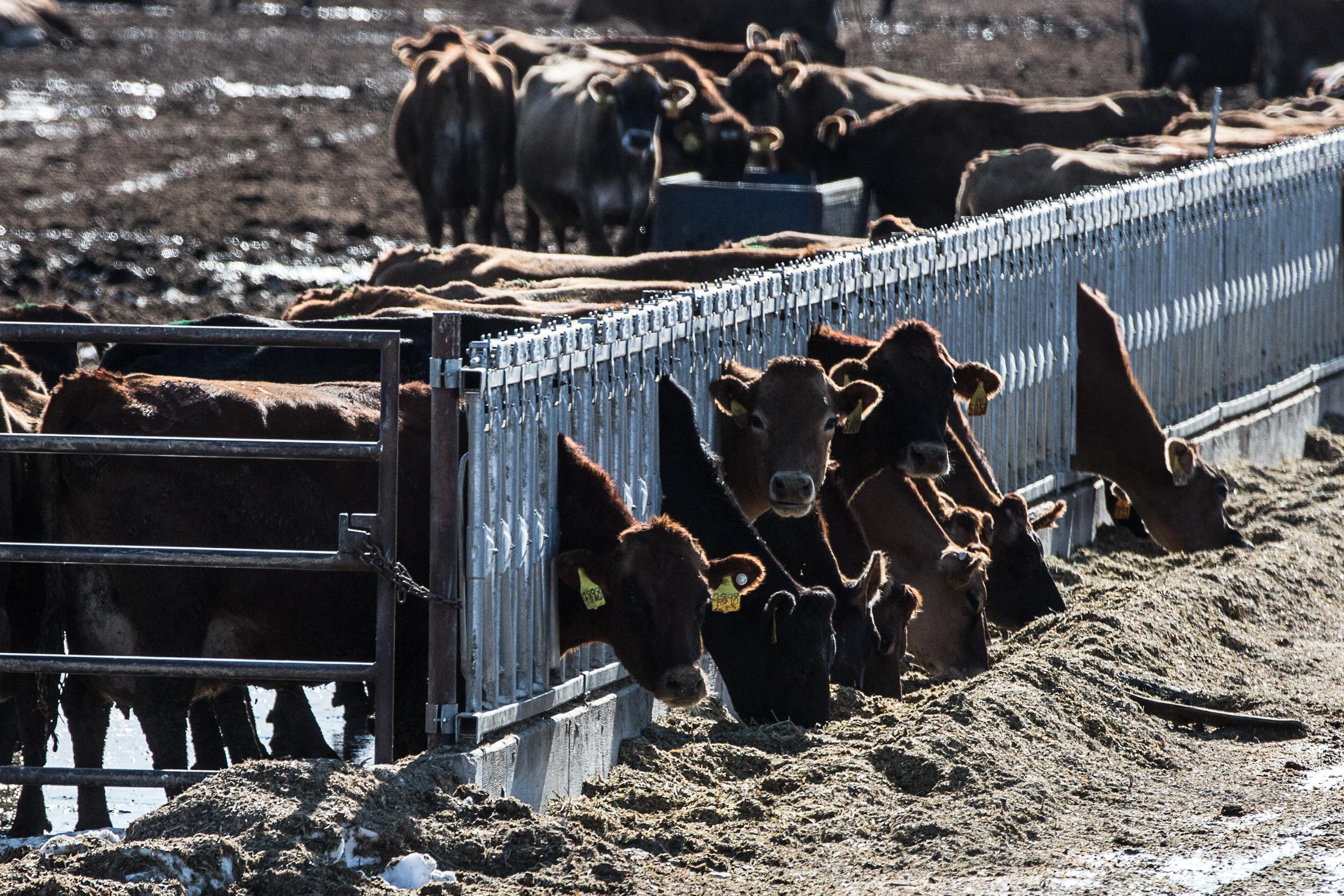 Cattle in a Weld County feedlot