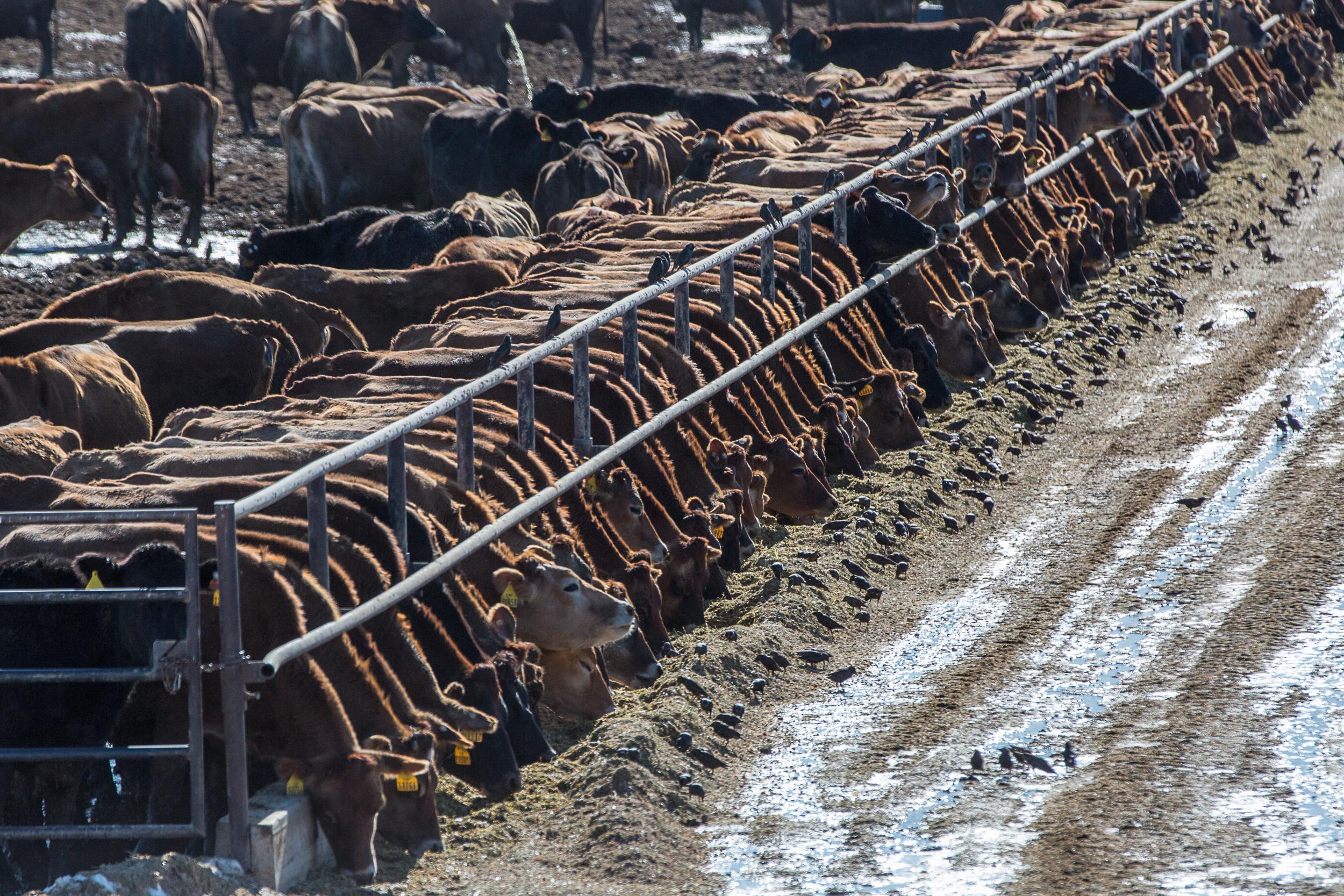 Cattle in a Weld County feedlot