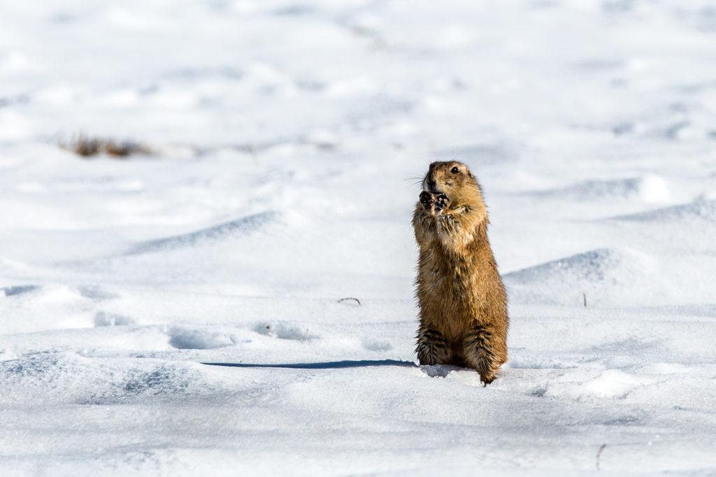 Prairie dogs in Weld County