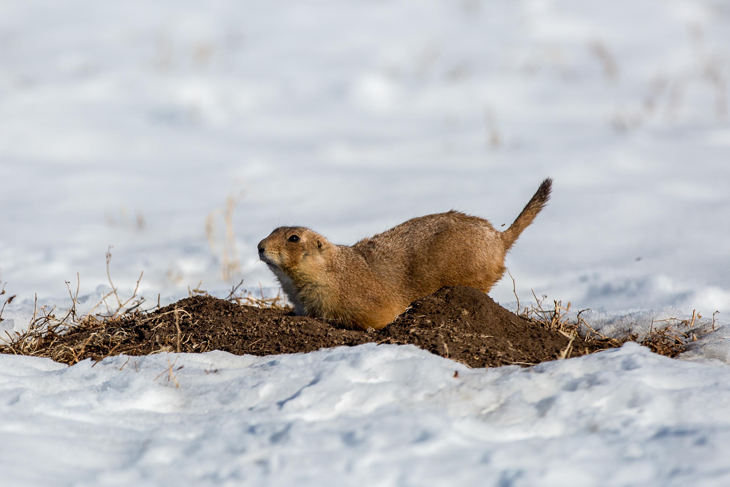 Prairie dogs in Weld County