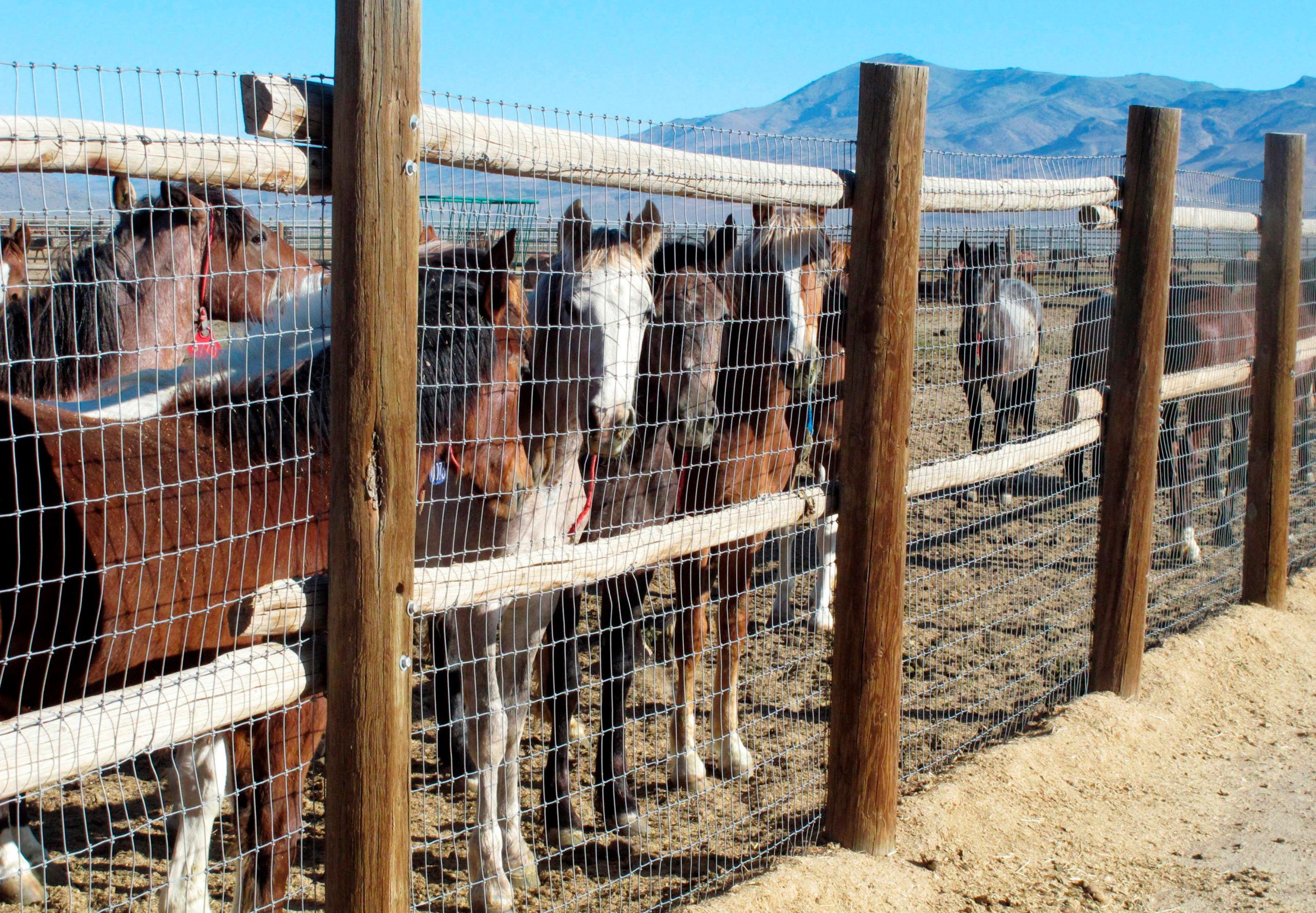 Wild Horses Nevada