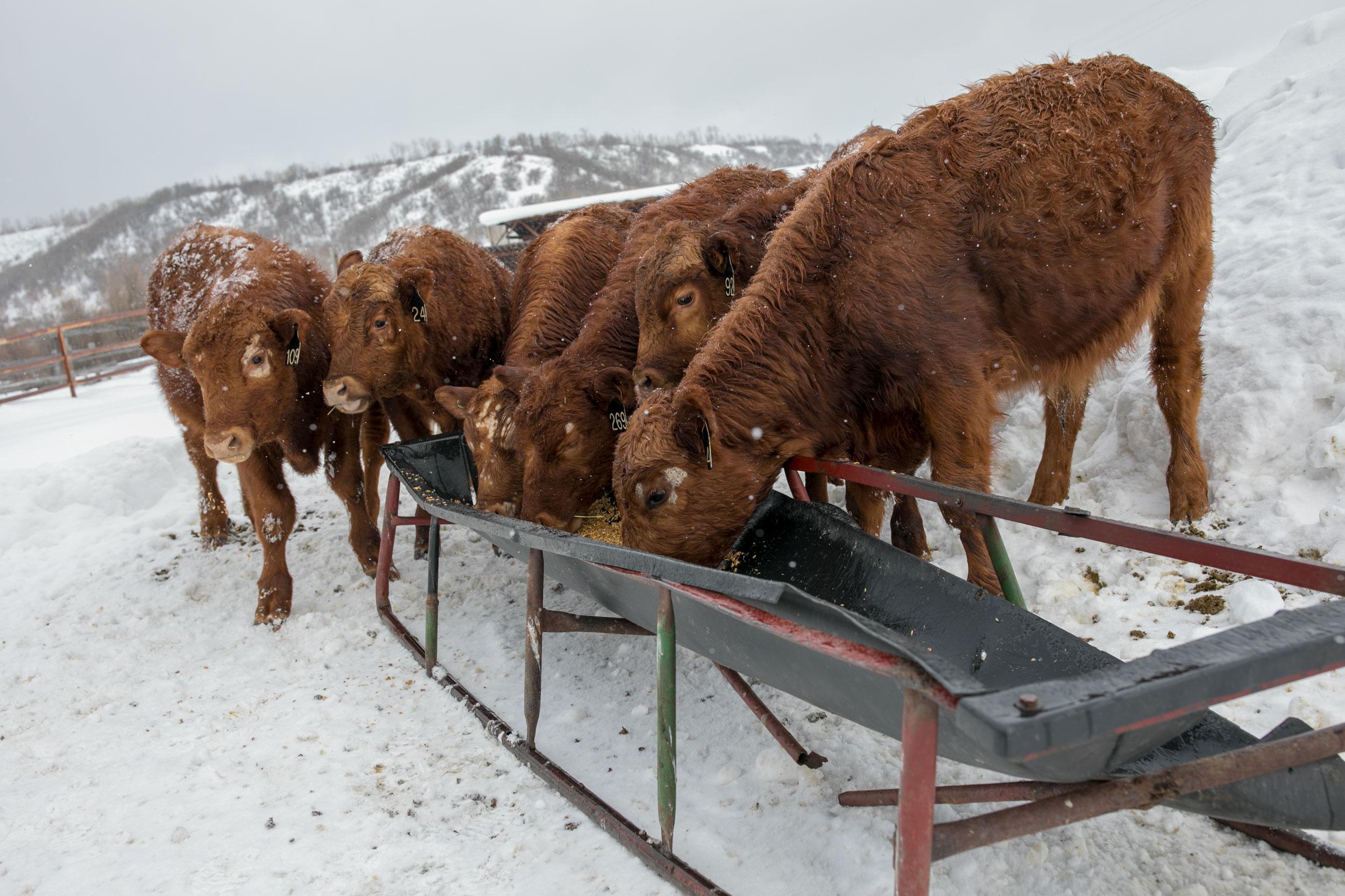 Wolves Steamboat Rancher Jay Fetcher