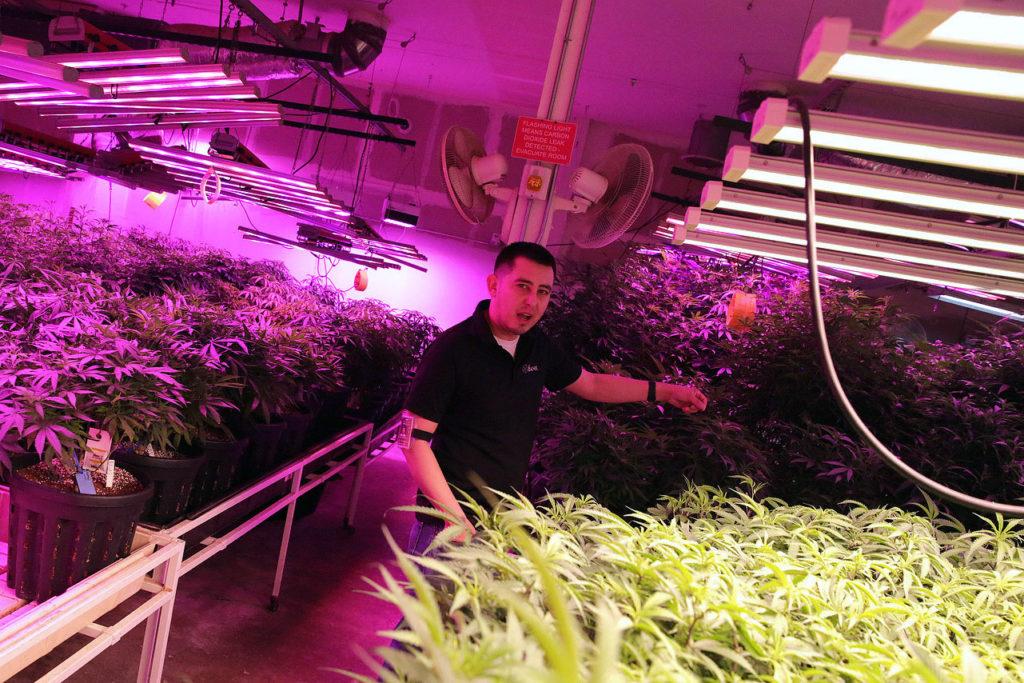 Denver Beer Co’s Carbon Dioxide Boosts Plant Growth At The Clinic’s Marijuana Growing Operation