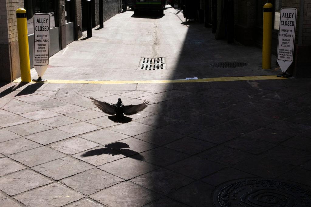 A pigeon has a portion of Denver’s 16th Street Mall to itself