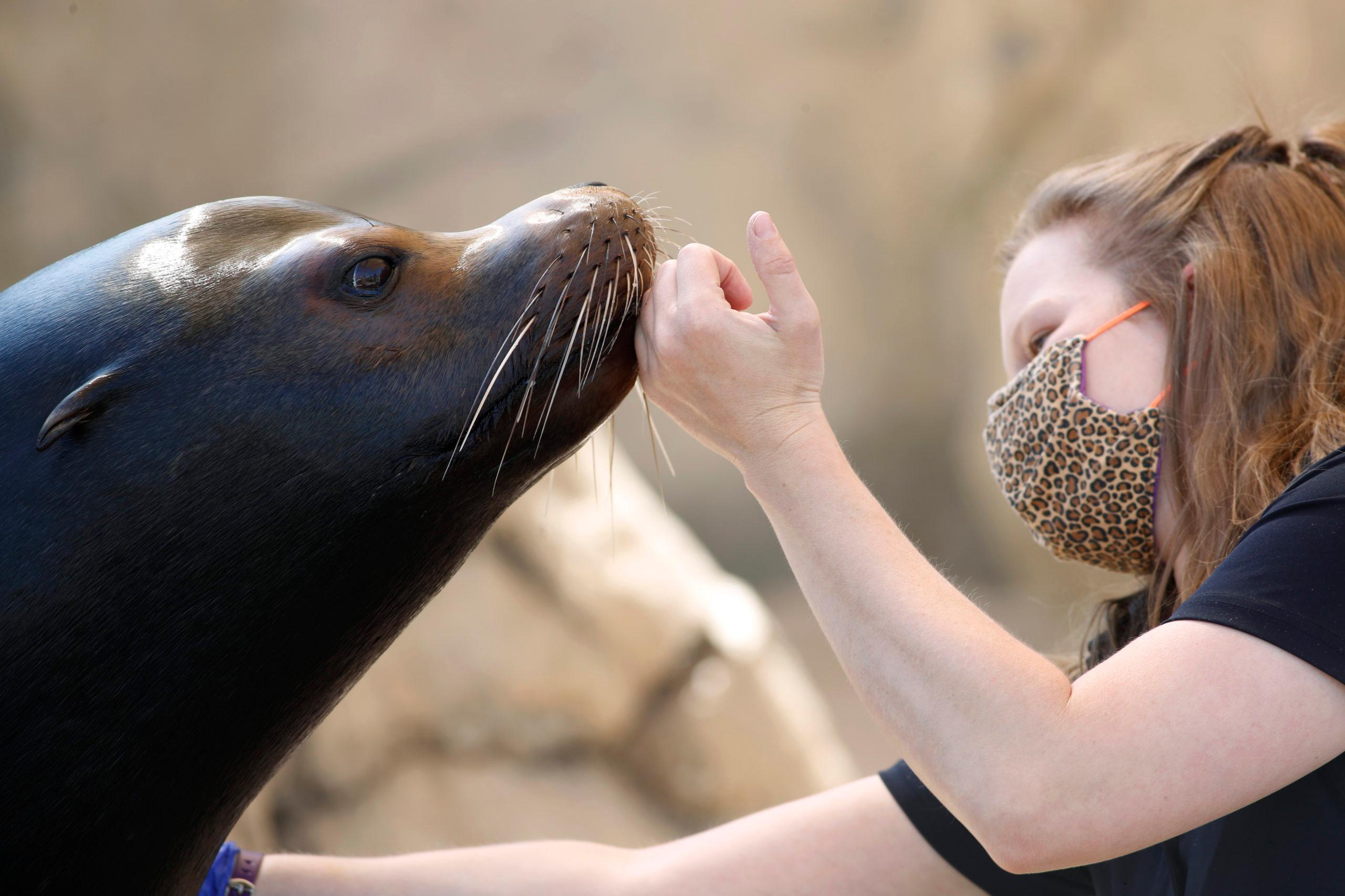 denver zoo, nick the sea lion, brandi taylor, r m