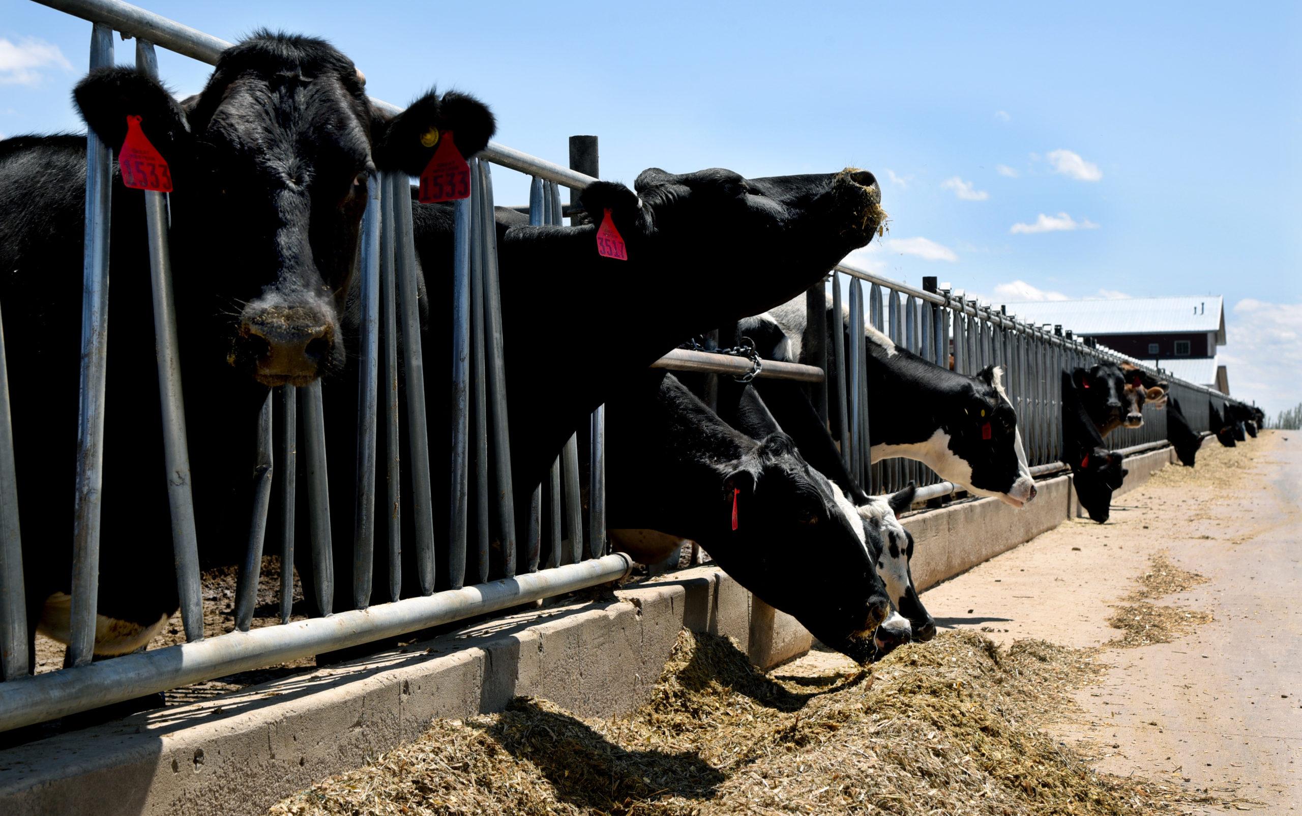 Cows at Great Western Dairy in Weld County