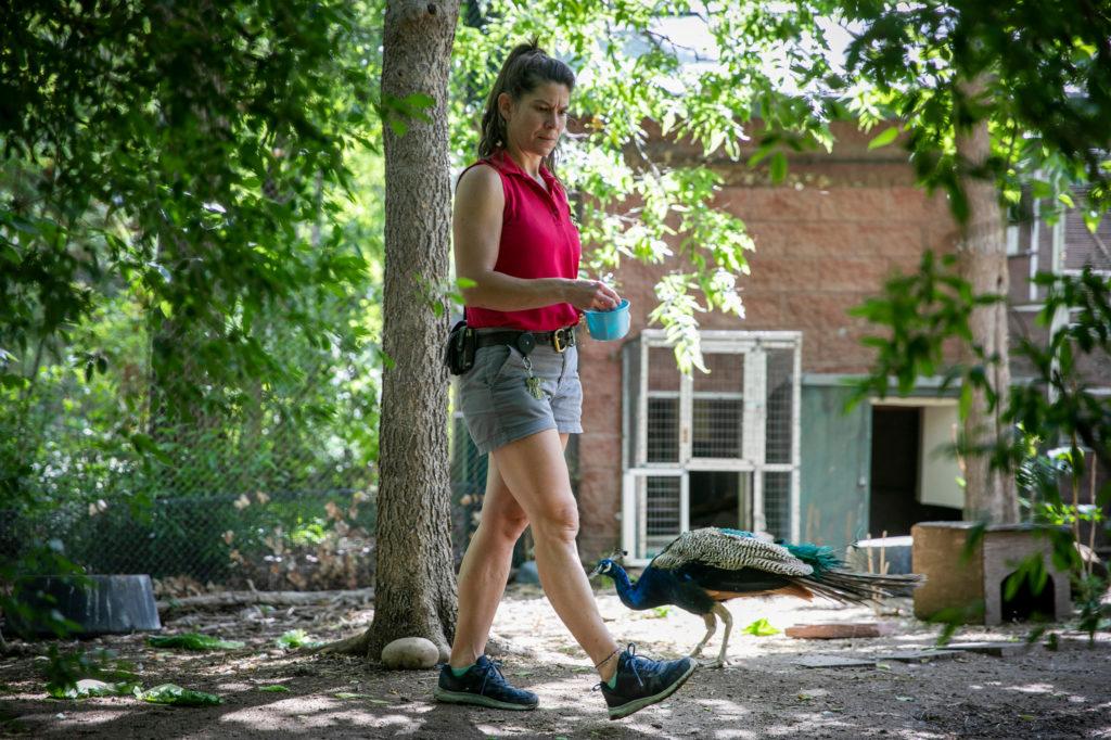 Denver Zoo Reopening