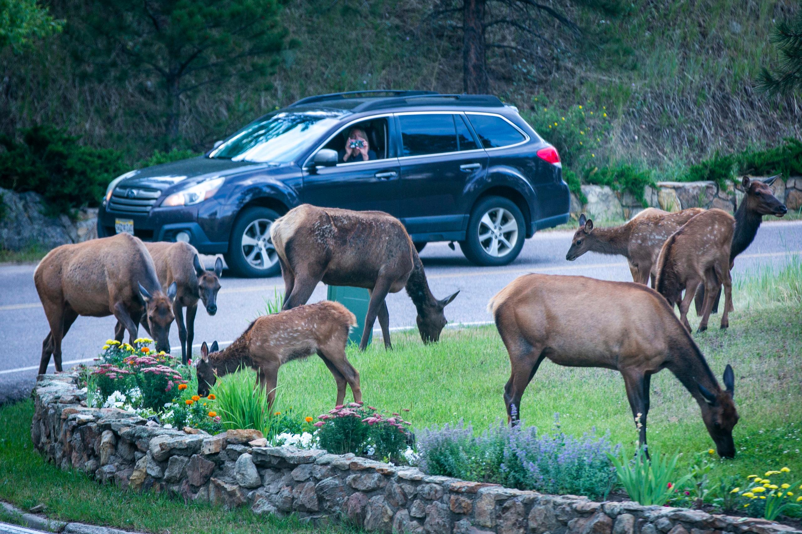 Evergreen Elk Wildlife