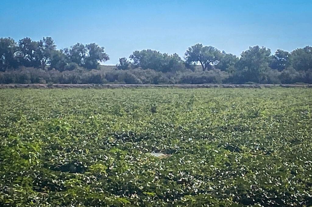 Rocky Ford Cantaloupe 2020 Crop