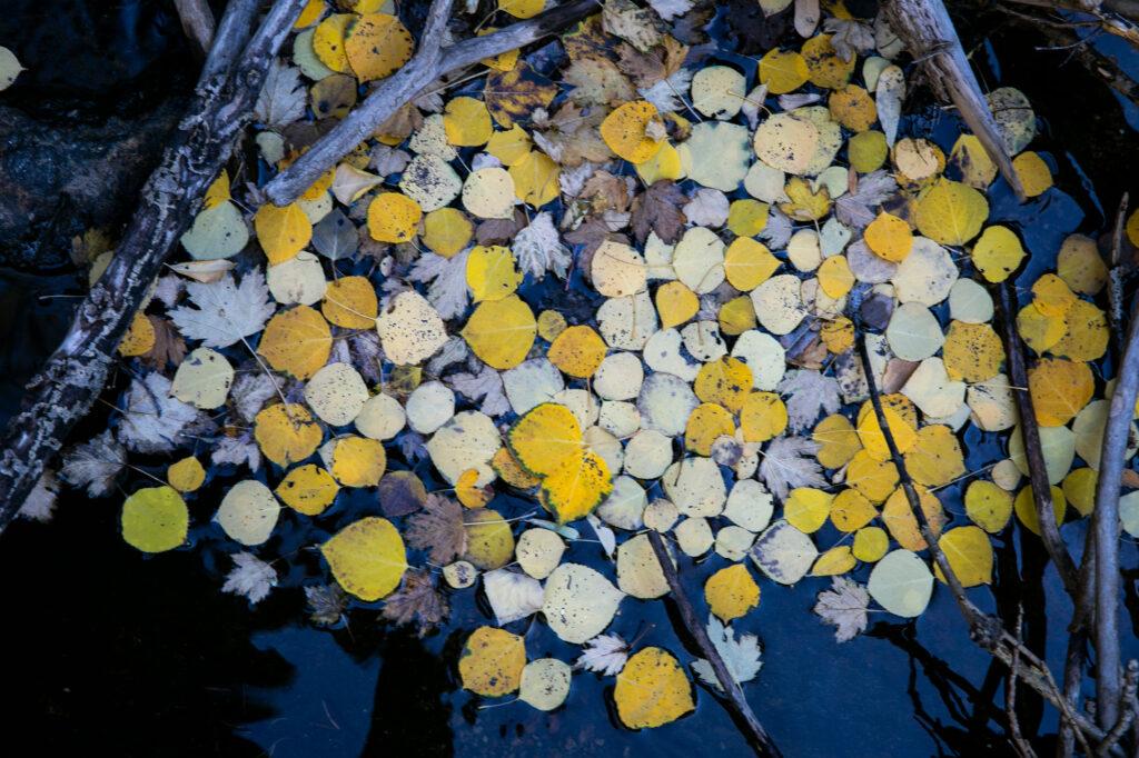 FALL FOLIAGE COLORS ASPENS