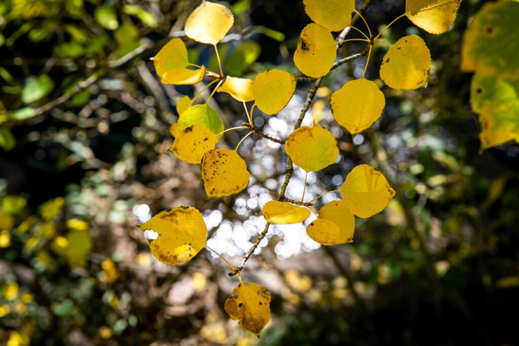 FALL FOLIAGE COLORS ASPENS