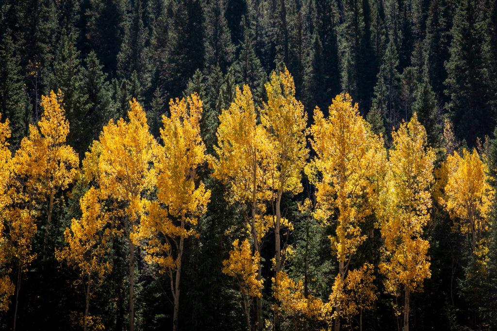 FALL FOLIAGE COLORS ASPENS