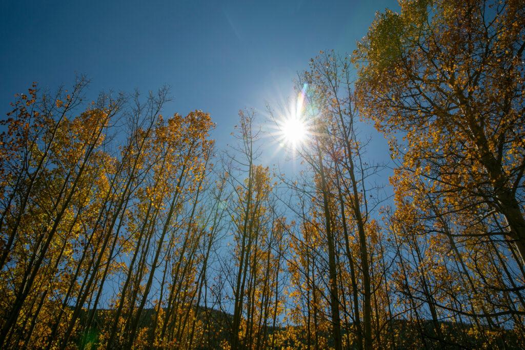 FALL FOLIAGE COLORS ASPENS