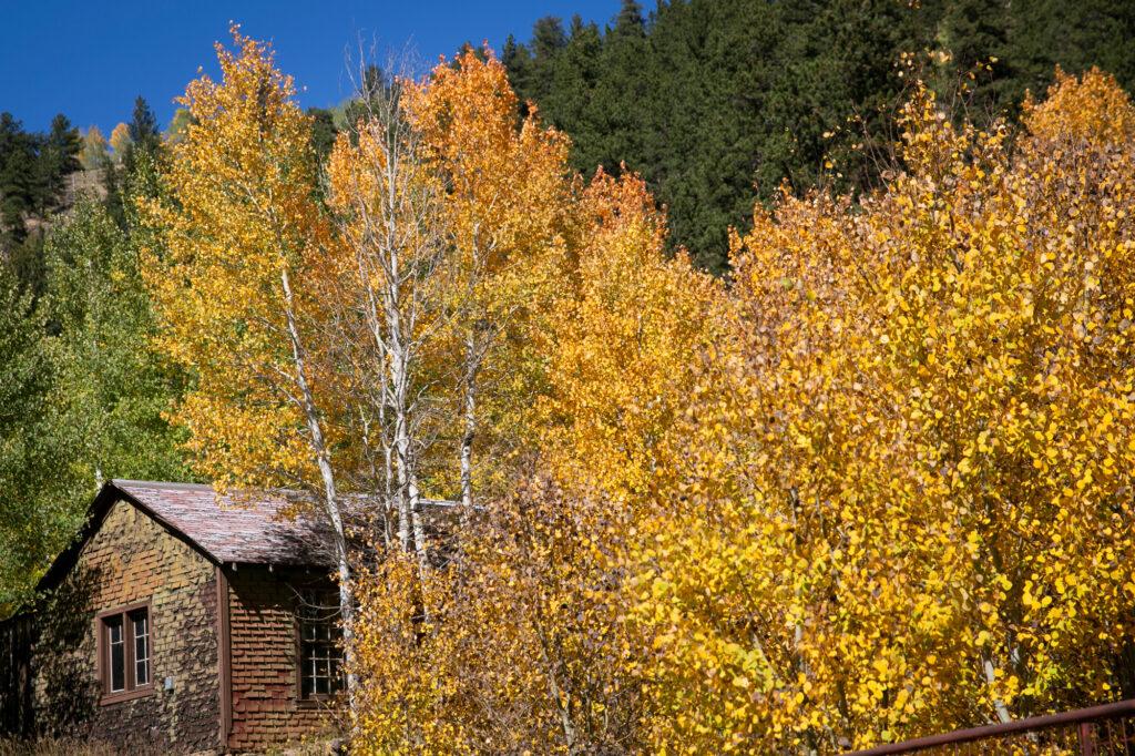 FALL FOLIAGE COLORS ASPENS