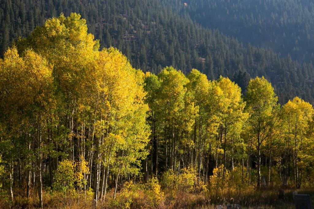 FALL FOLIAGE COLORS ASPENS