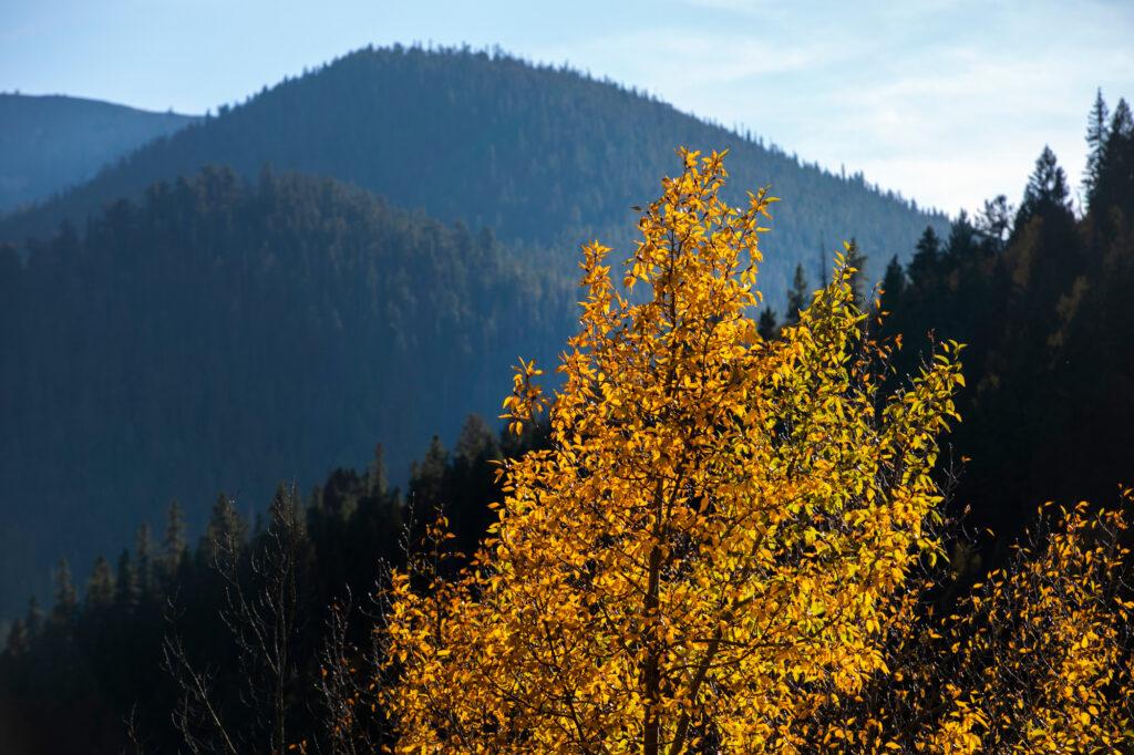 FALL FOLIAGE COLORS ASPENS