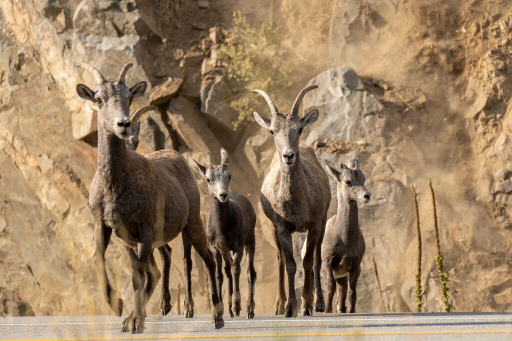 Bighorn sheep leave the fire area in Larimer County