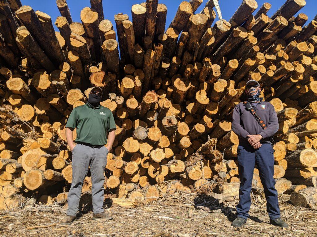 Trees from a recent forest thinning project