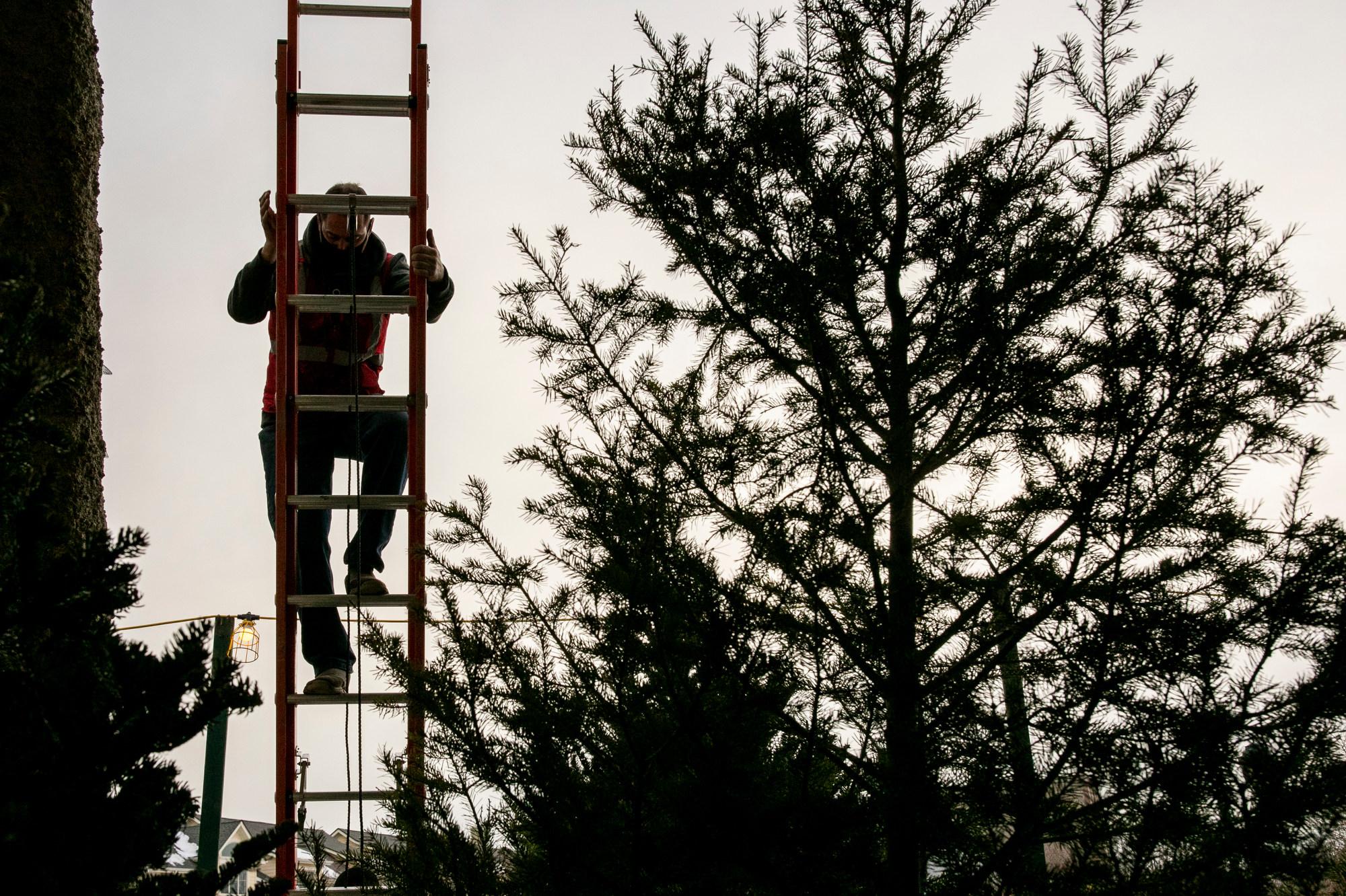 CHRISTMAS-TREE-BUSINESS-COVID-DENVER