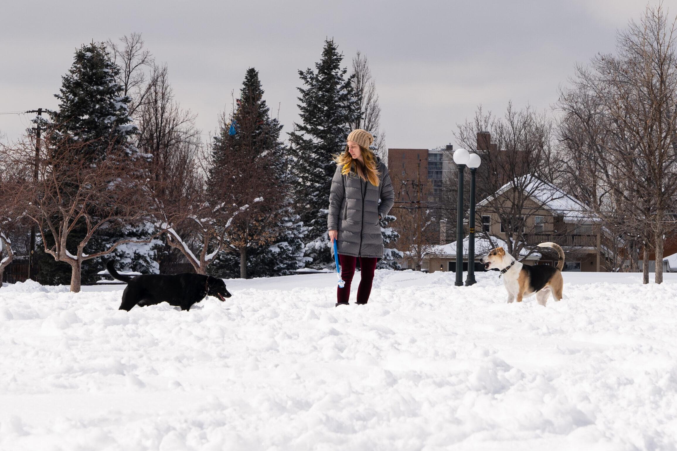 Dogs in snow!