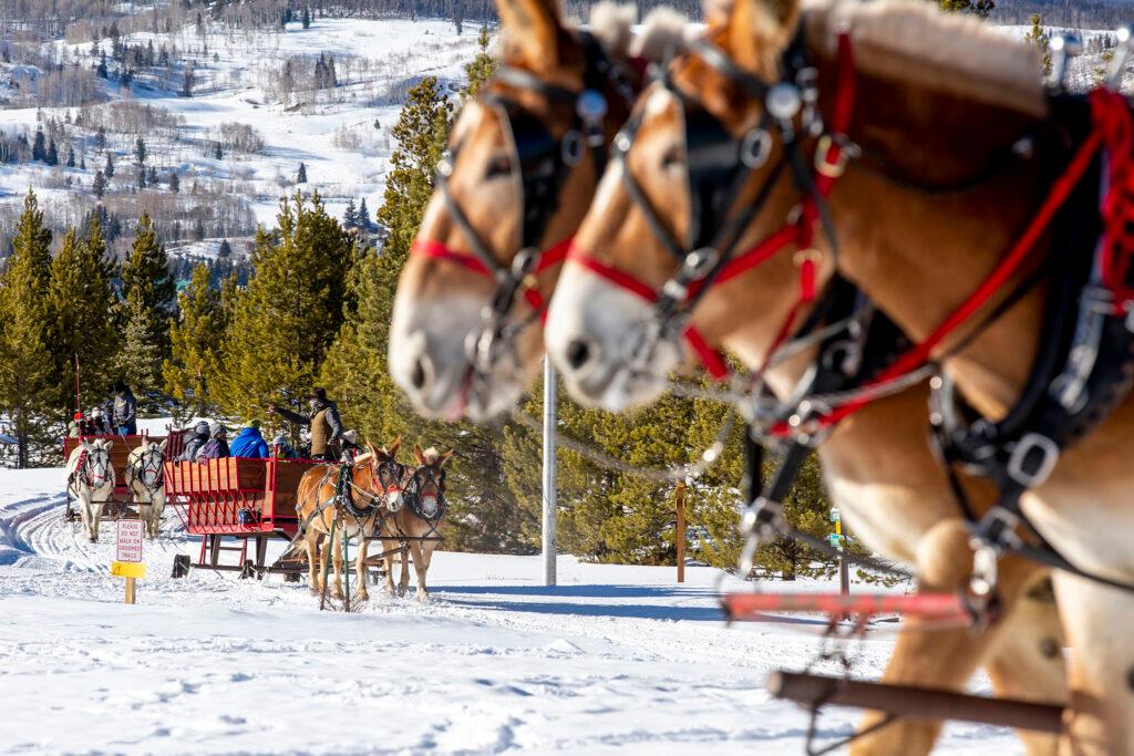 2 Below Zero scenic sleigh rides on the edge of Frisco, Colo. Feb. 25, 2021.