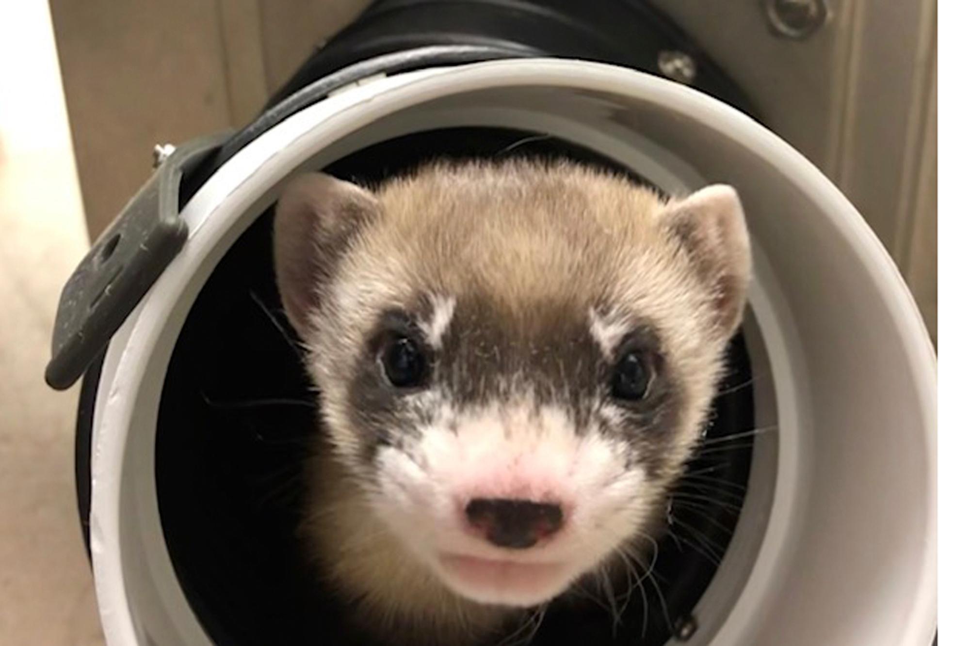 Cloned Ferret