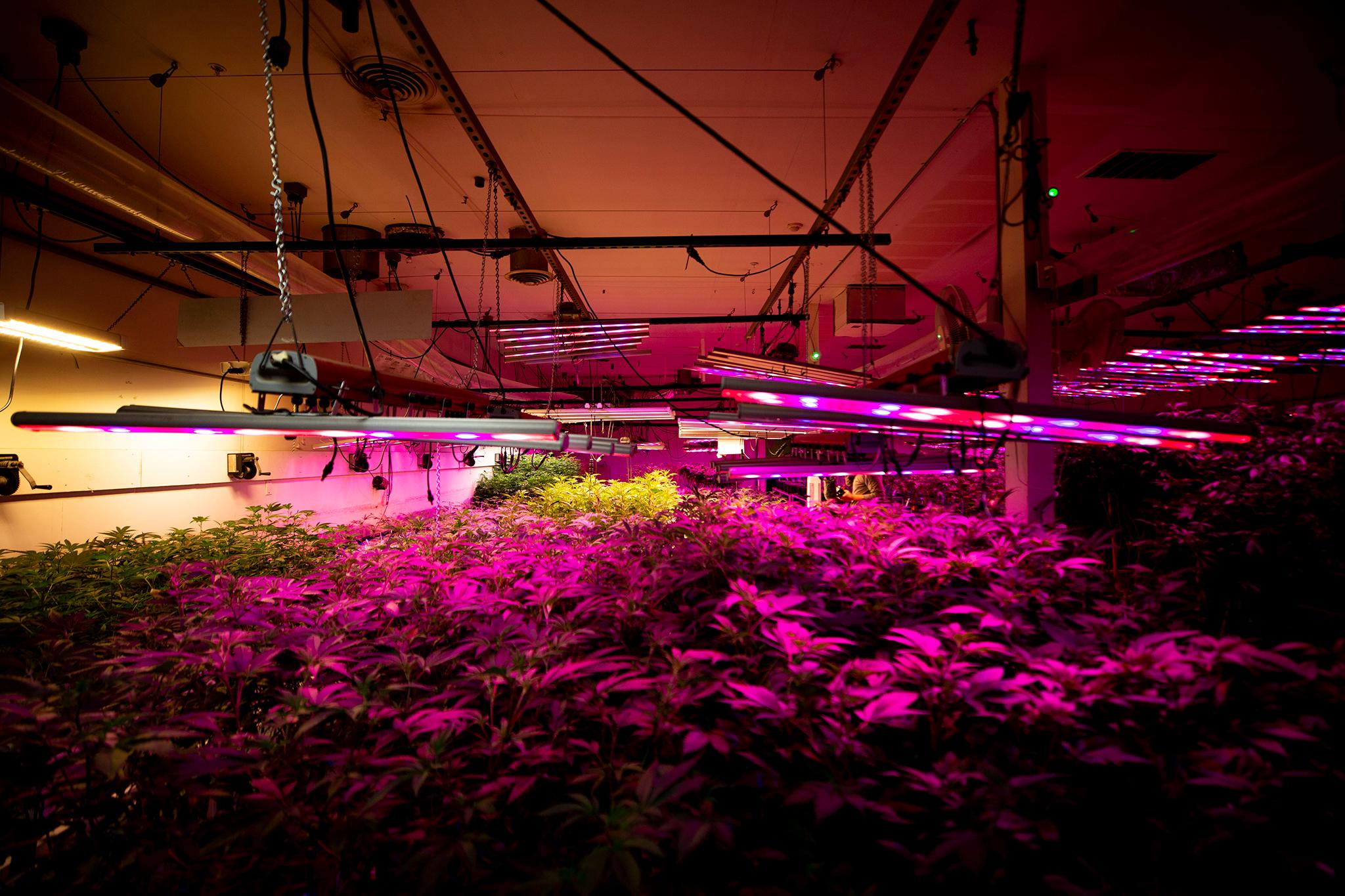 Marijuana grows in The Clinic's warehouse in Denver's Overland neighborhood. Tubes running across the ceiling carry carbon dioxide. March 19, 2021.