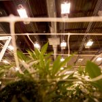 Grow lights above marijuana crops in The Clinic's warehouse in Denver's Overland neighborhood. March 19, 2021.