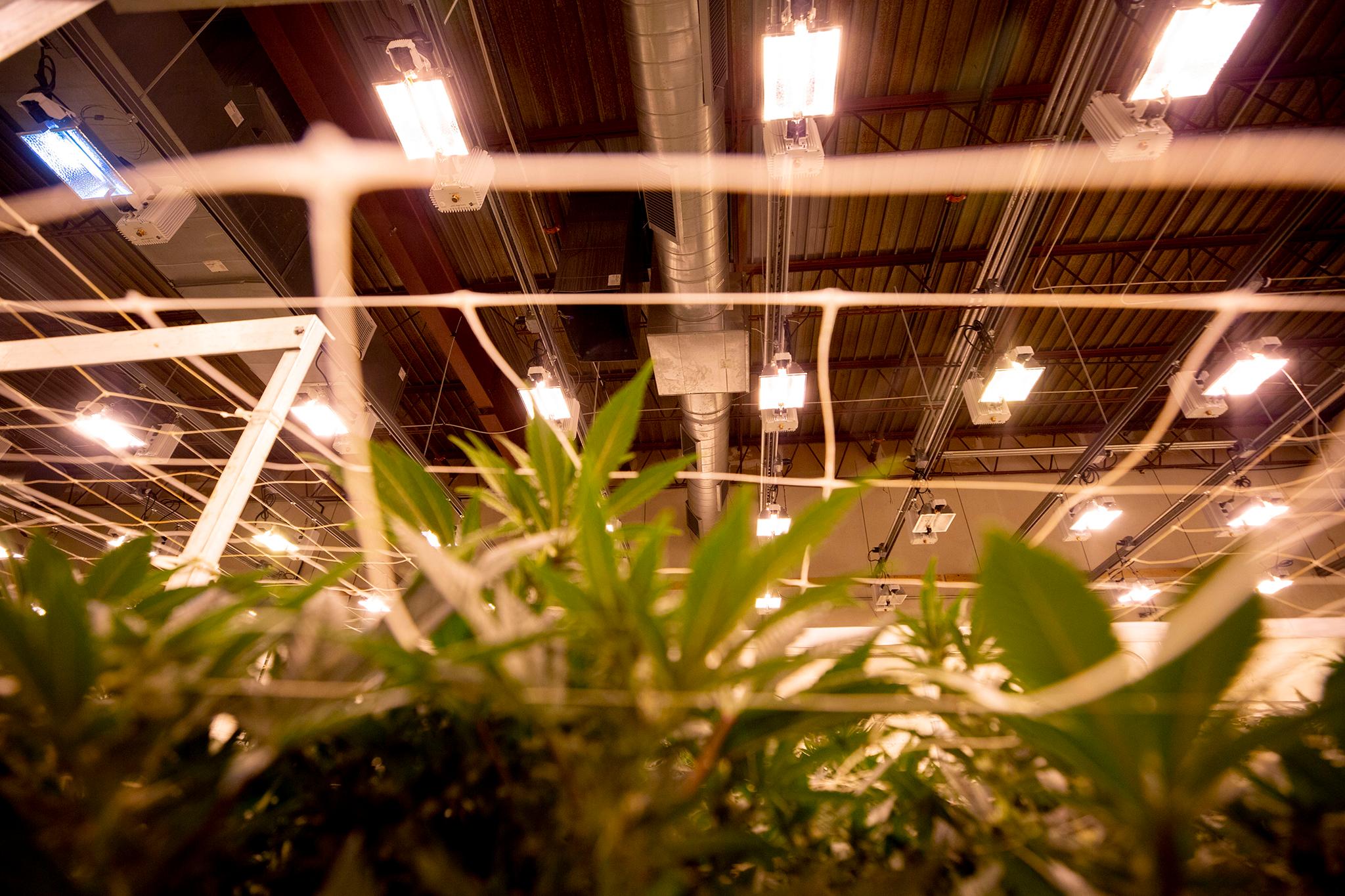 Grow lights above marijuana crops in The Clinic's warehouse in Denver's Overland neighborhood. March 19, 2021.