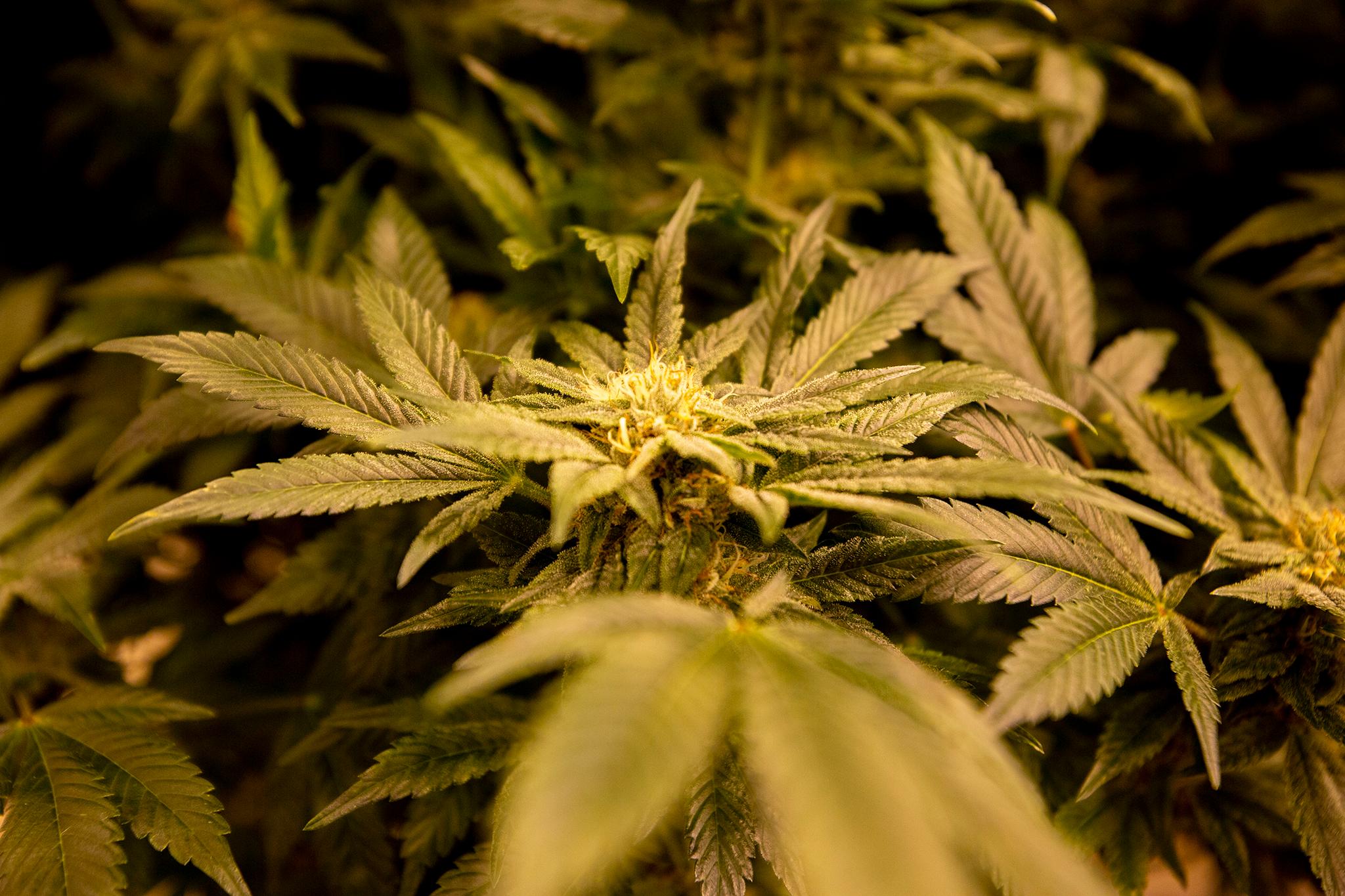 Marijuana grows in The Clinic's warehouse in Denver's Overland neighborhood. March 19, 2021.
