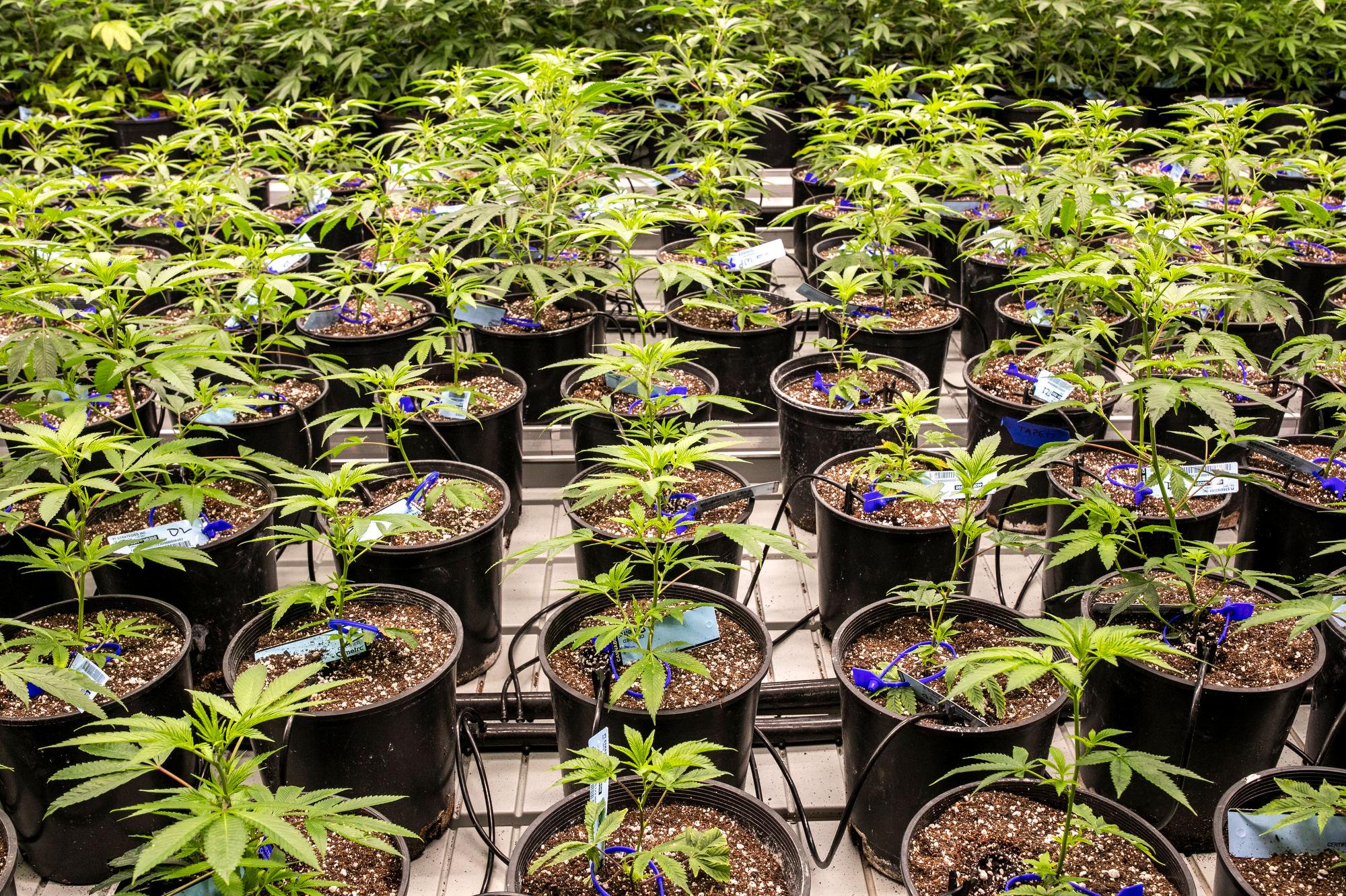 210409-CANNABIS-POTENCY-TERRAPIN